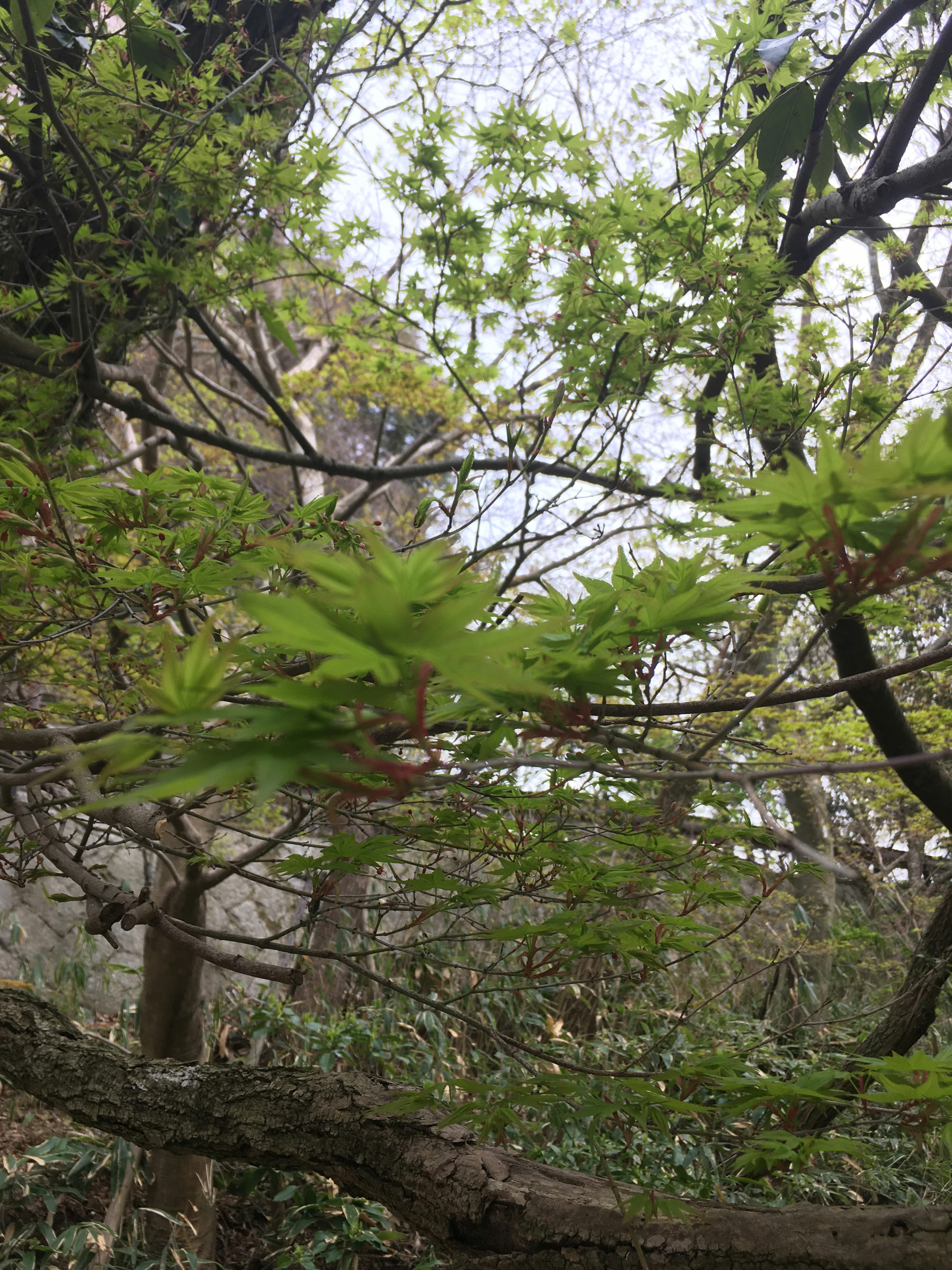 树枝上可见新鲜绿色叶子的风景