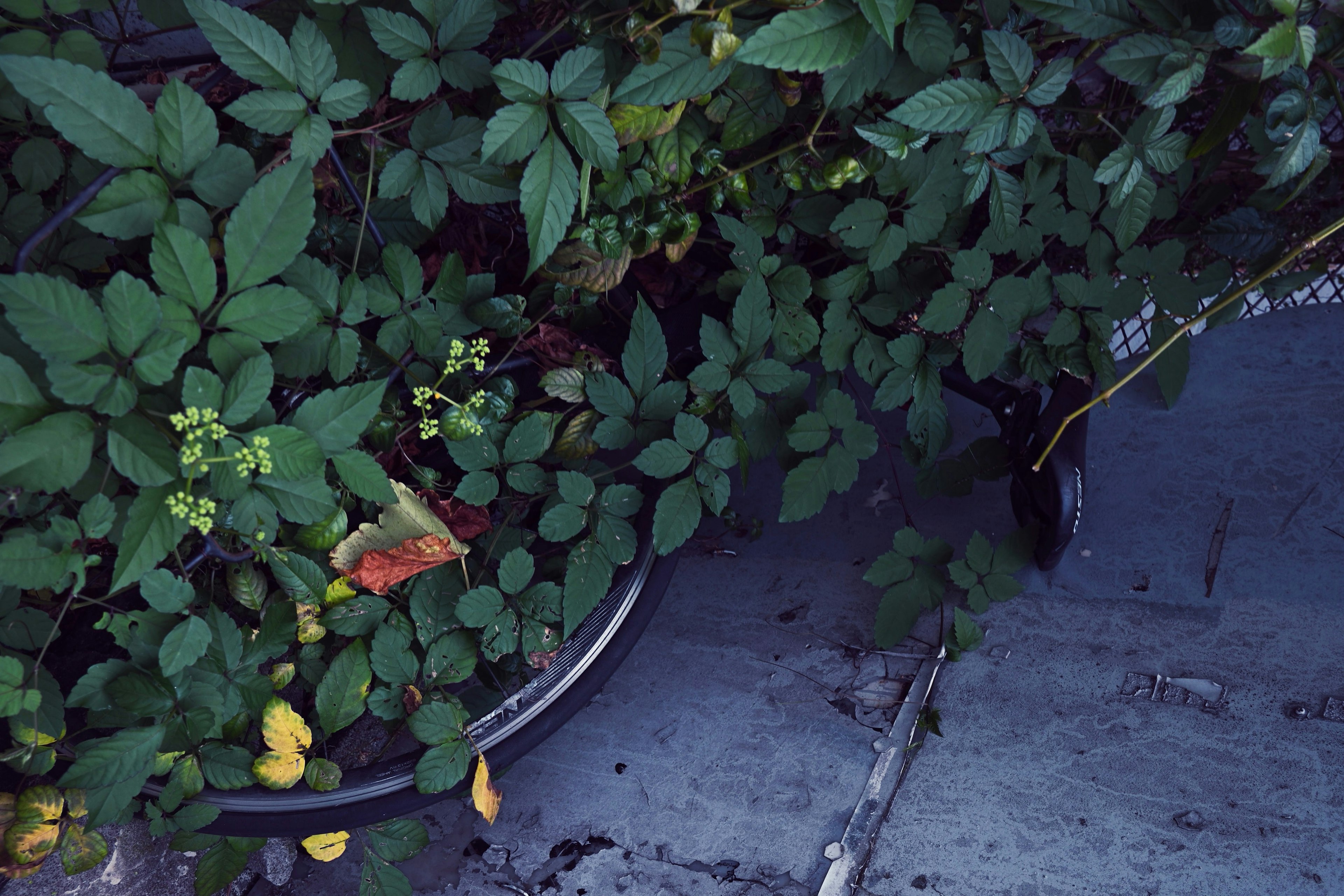 Un pneu de vélo partiellement obscurci par des feuilles et des plantes vertes luxuriantes