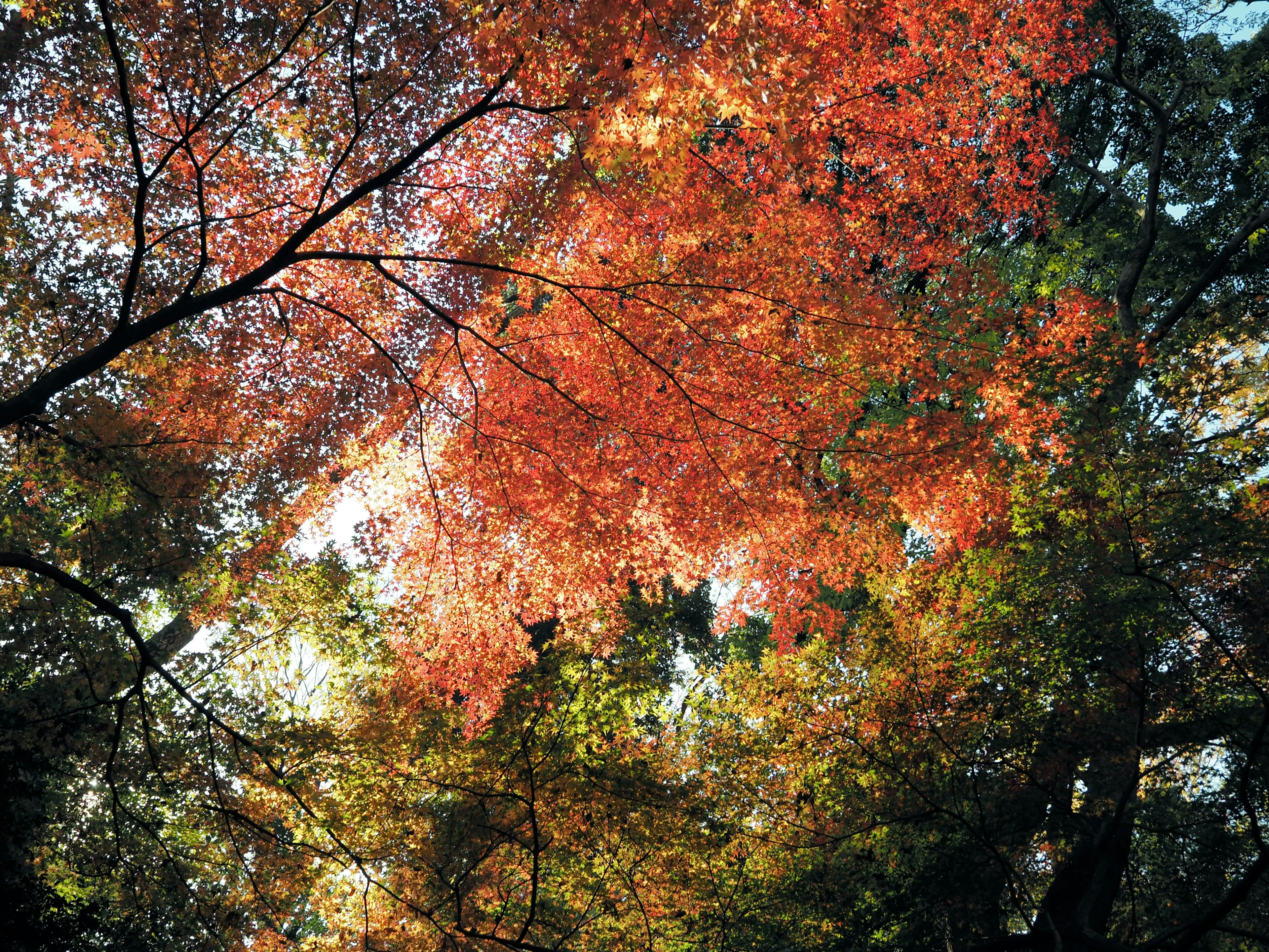 秋の紅葉に覆われた木々の下から見上げた景色