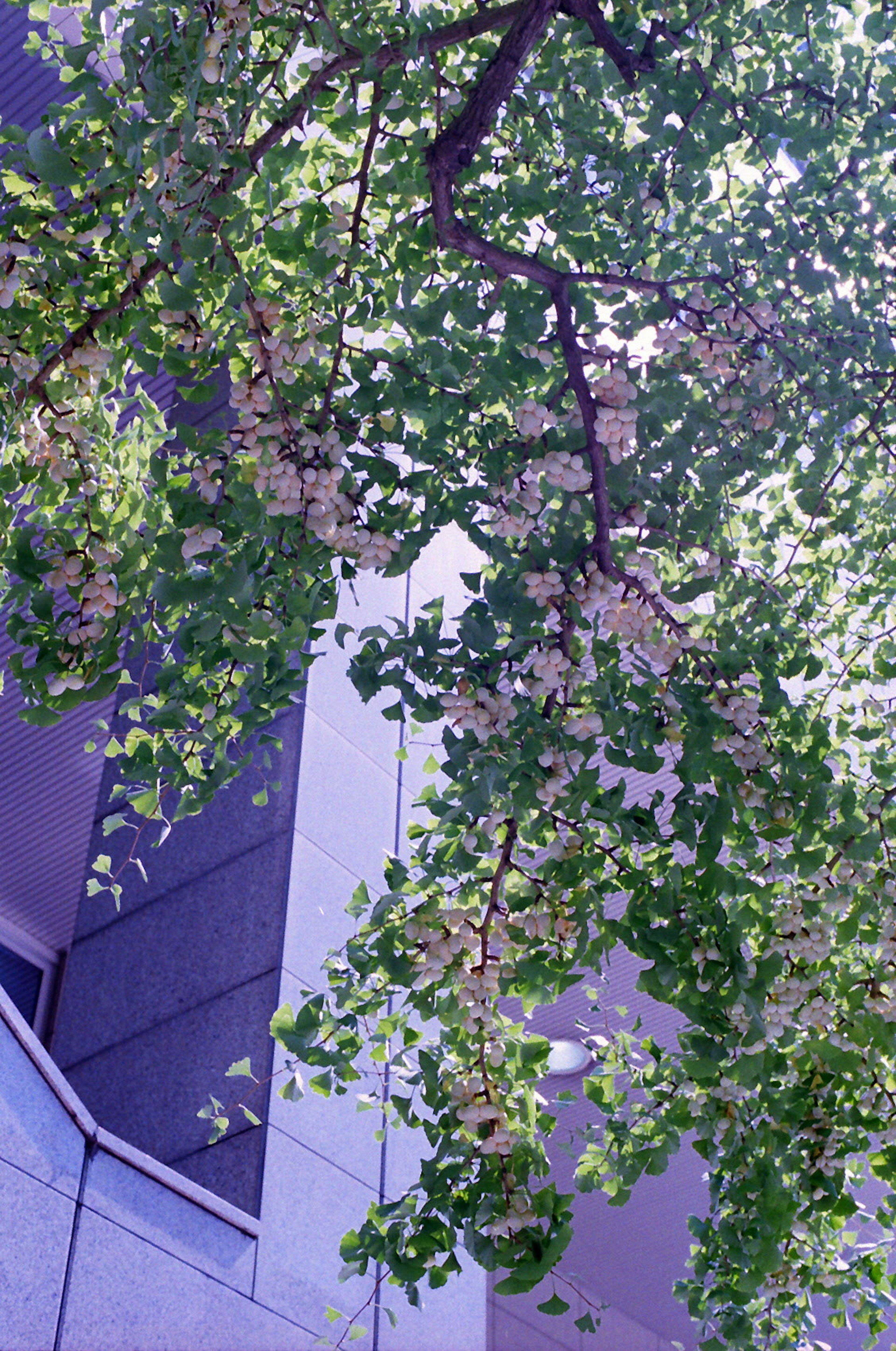 Branches d'arbre vertes luxuriantes avec des éléments de bâtiment moderne en arrière-plan