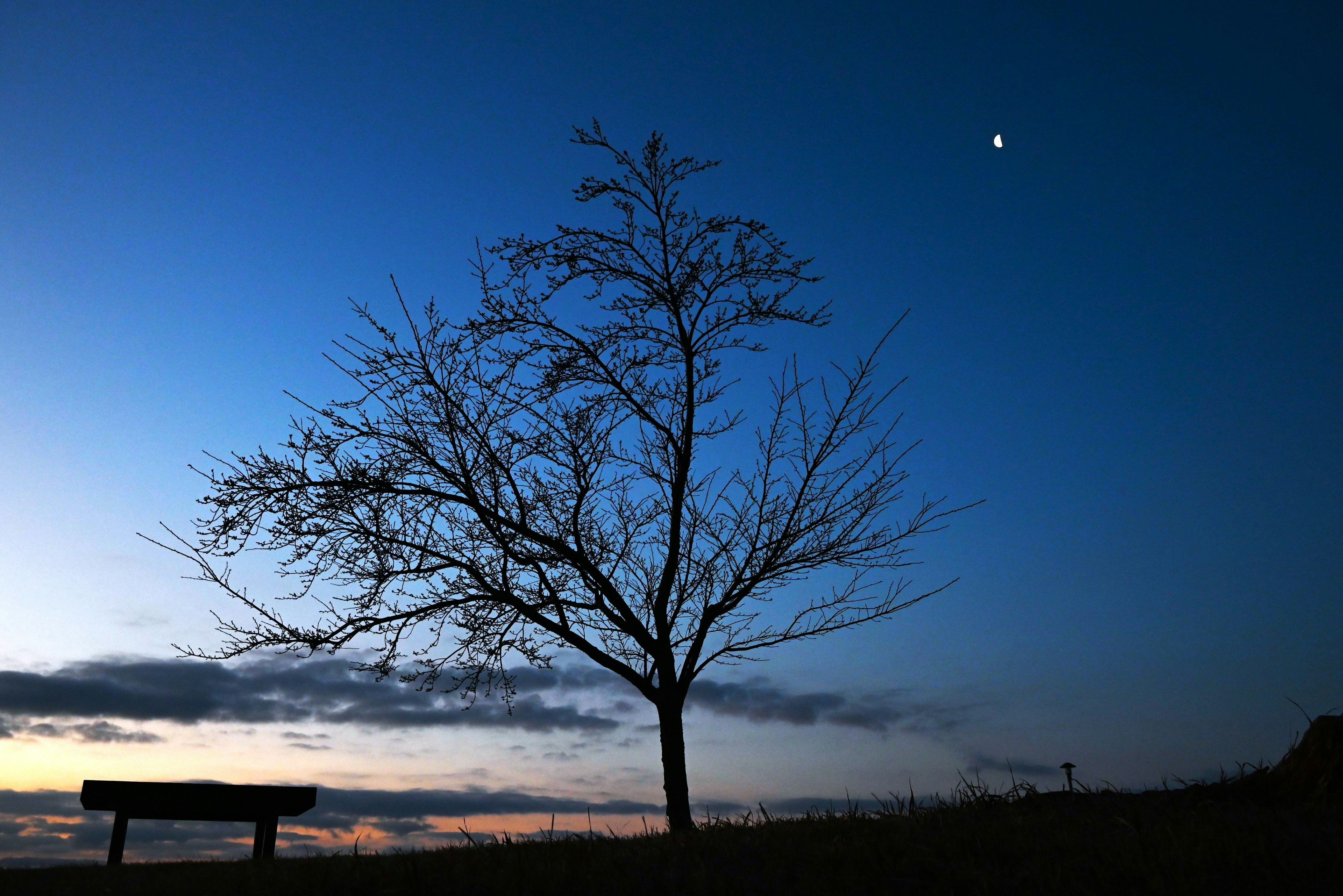 夕暮れの空にシルエットの木とベンチ