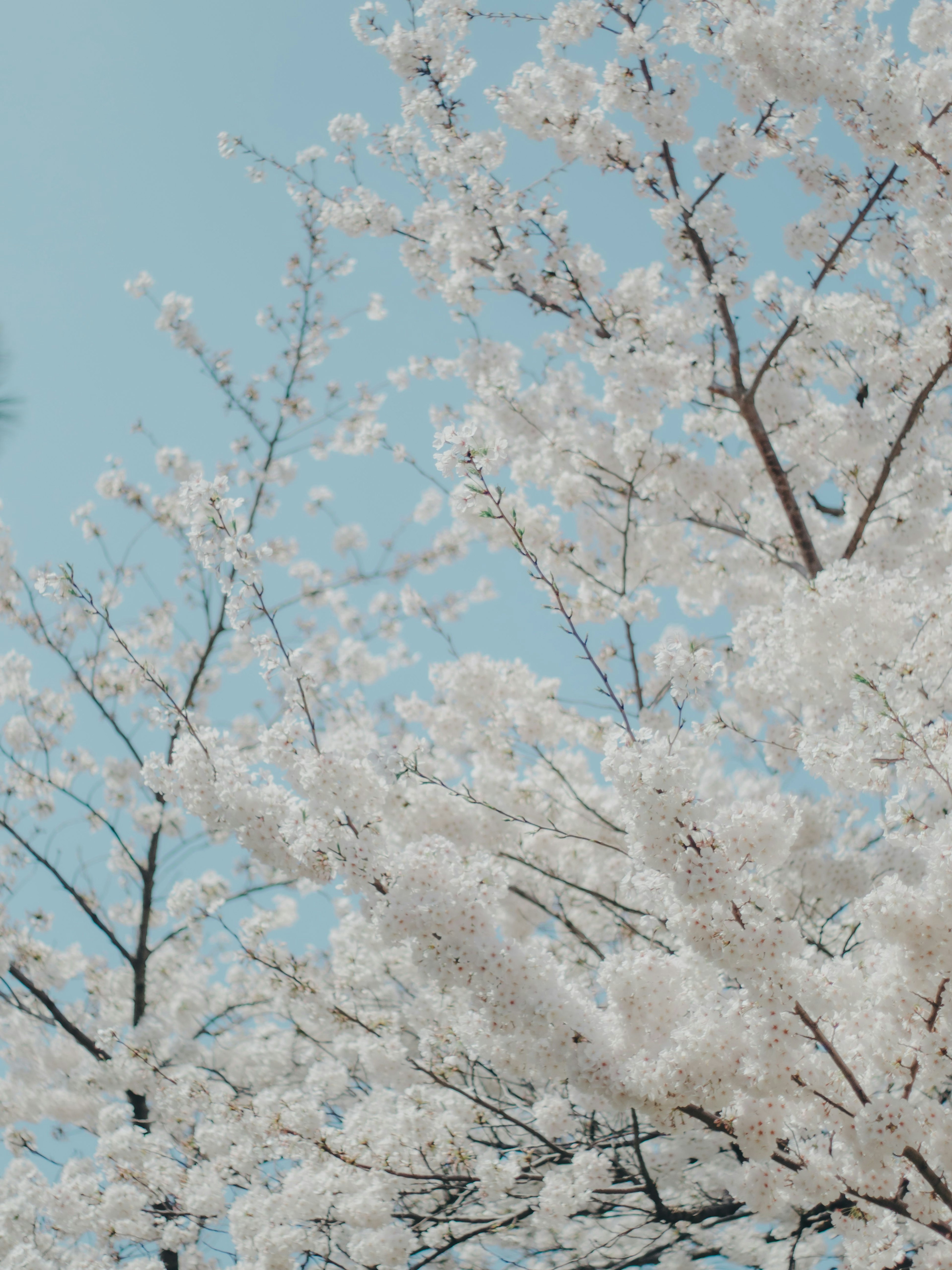 ดอกซากุระสีขาวและกิ่งก้านใต้ท้องฟ้าสีฟ้า