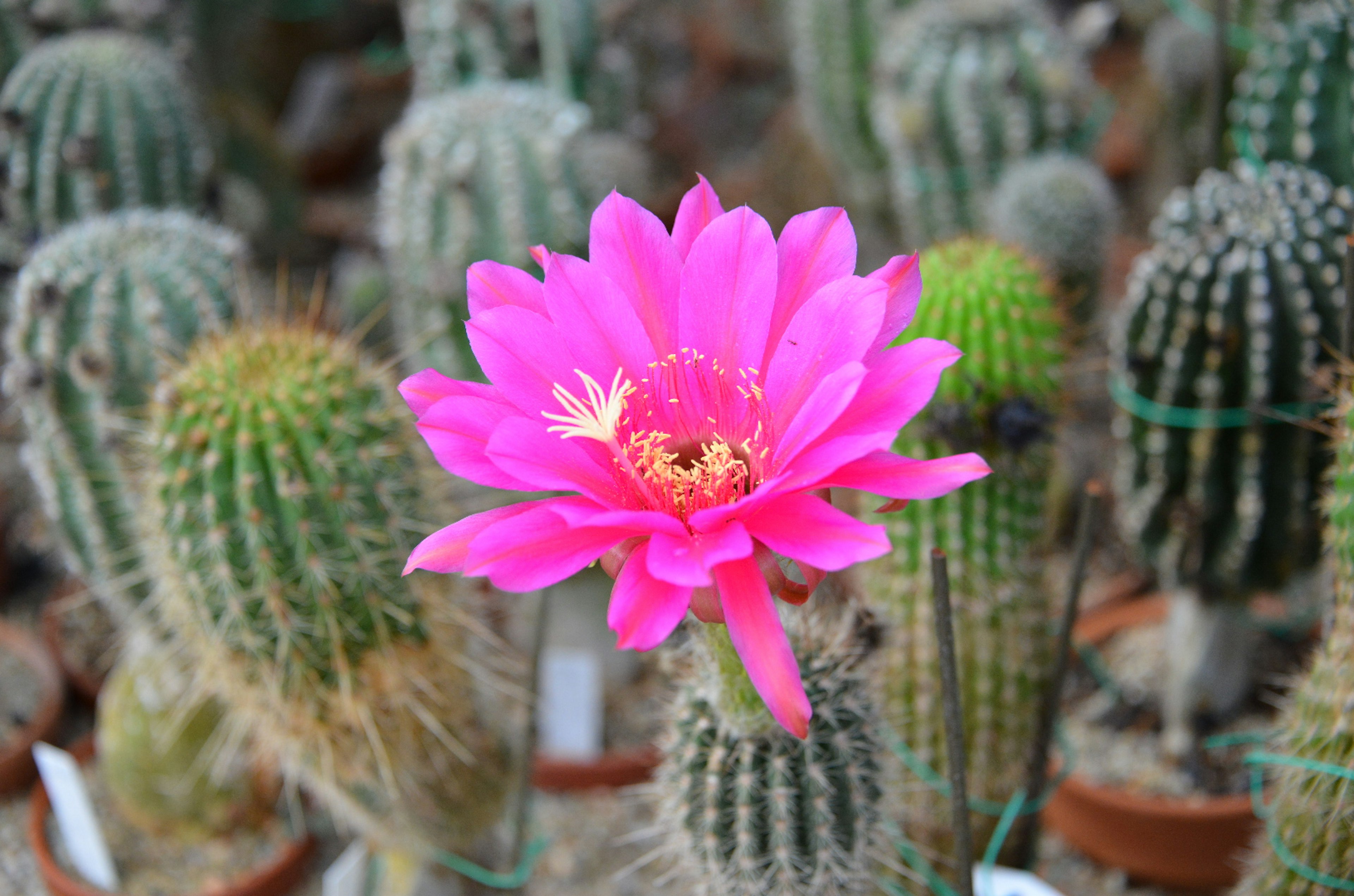 A vibrant pink flower blooming among a group of cacti