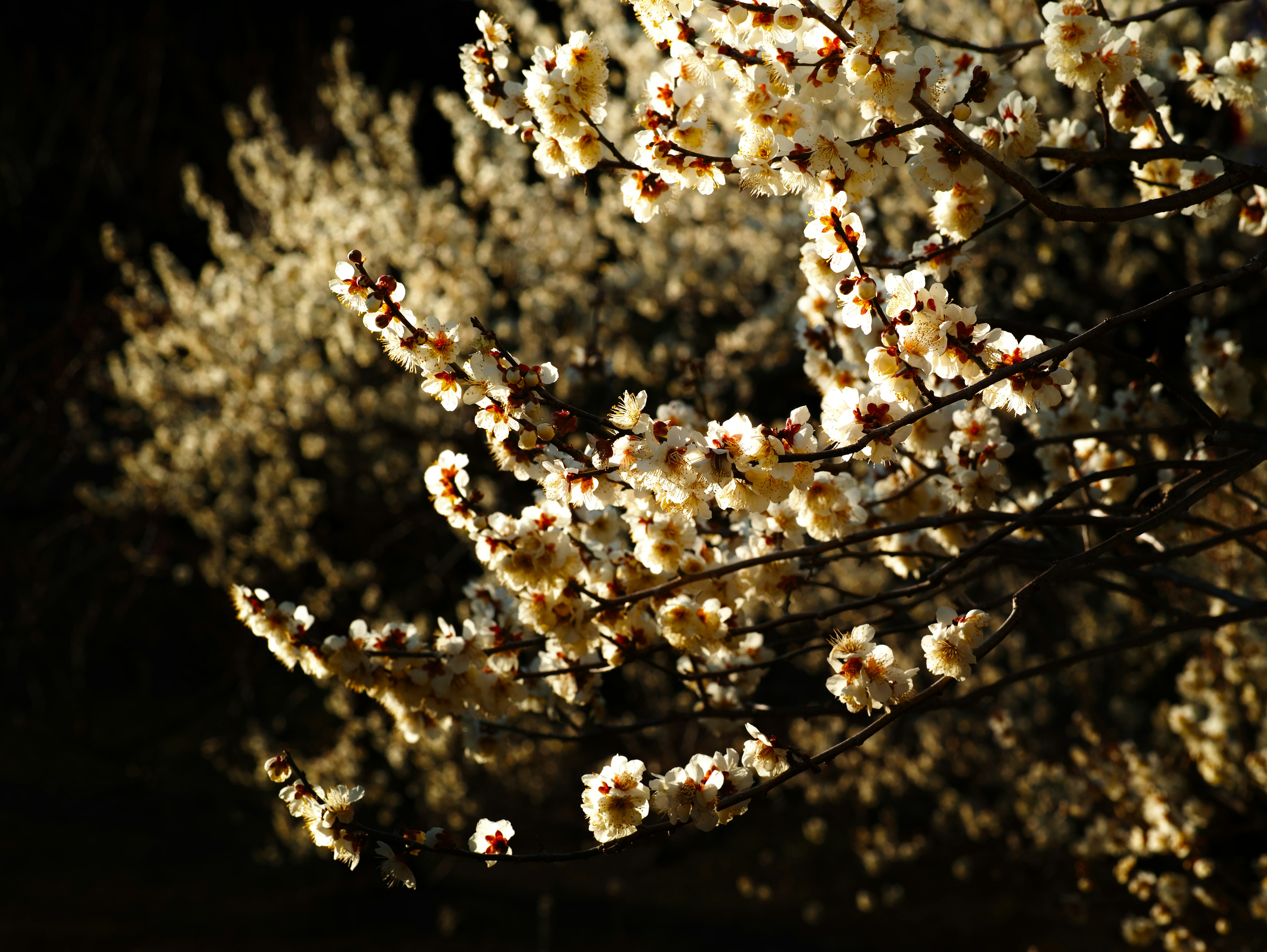 Ramas de flores blancas iluminadas por la noche