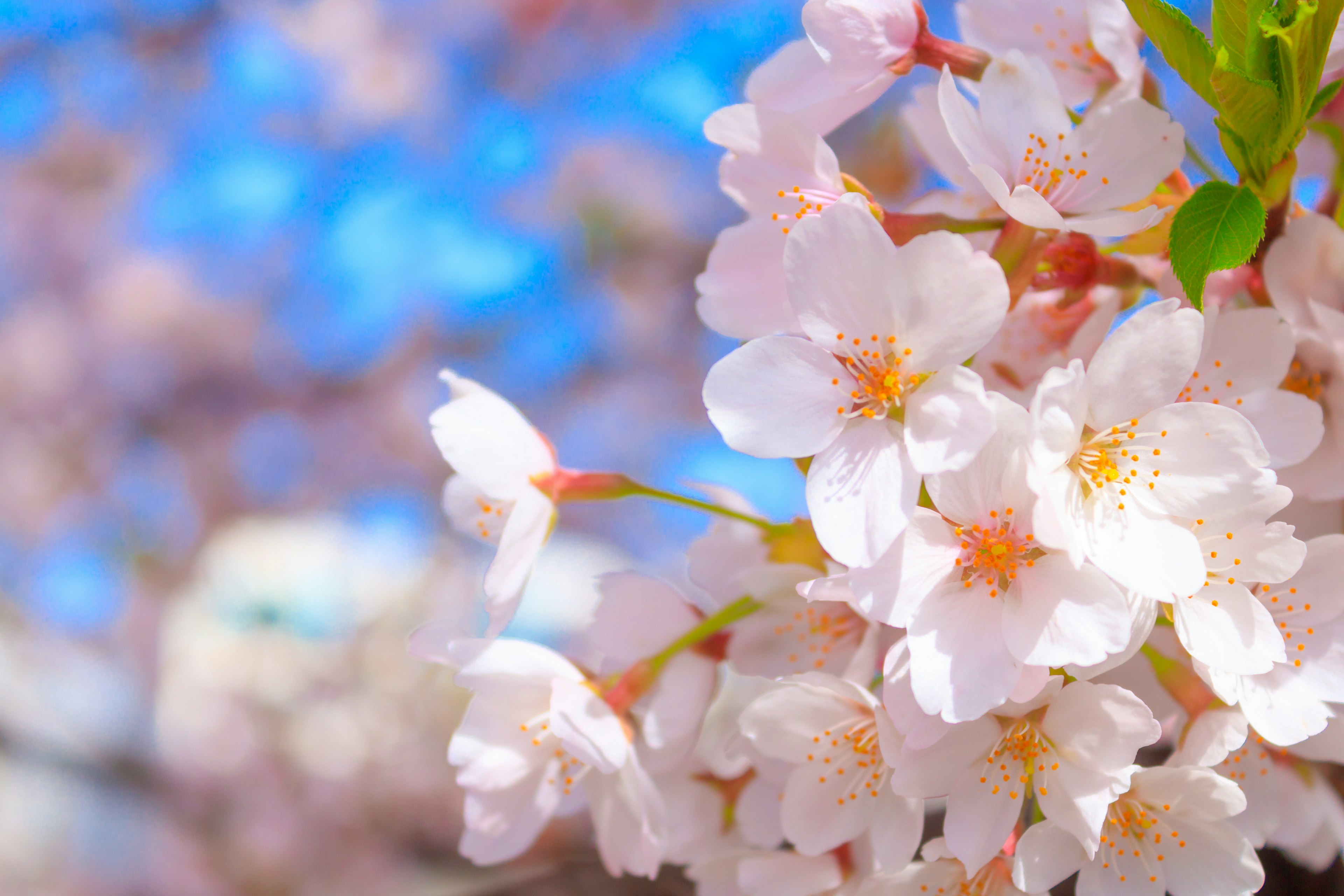 Gambar close-up bunga sakura di musim semi