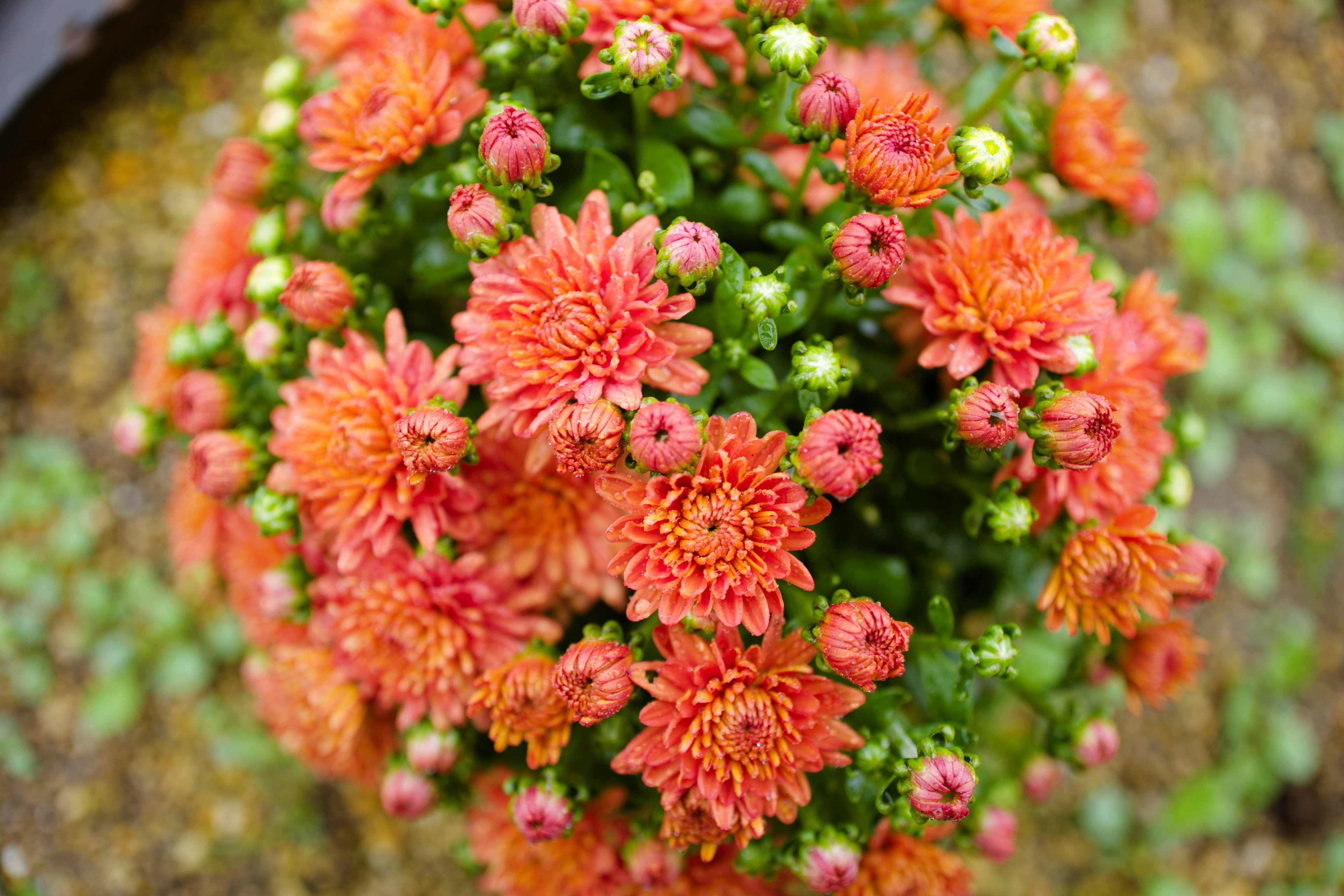 Crisantemo en maceta con flores naranjas vibrantes