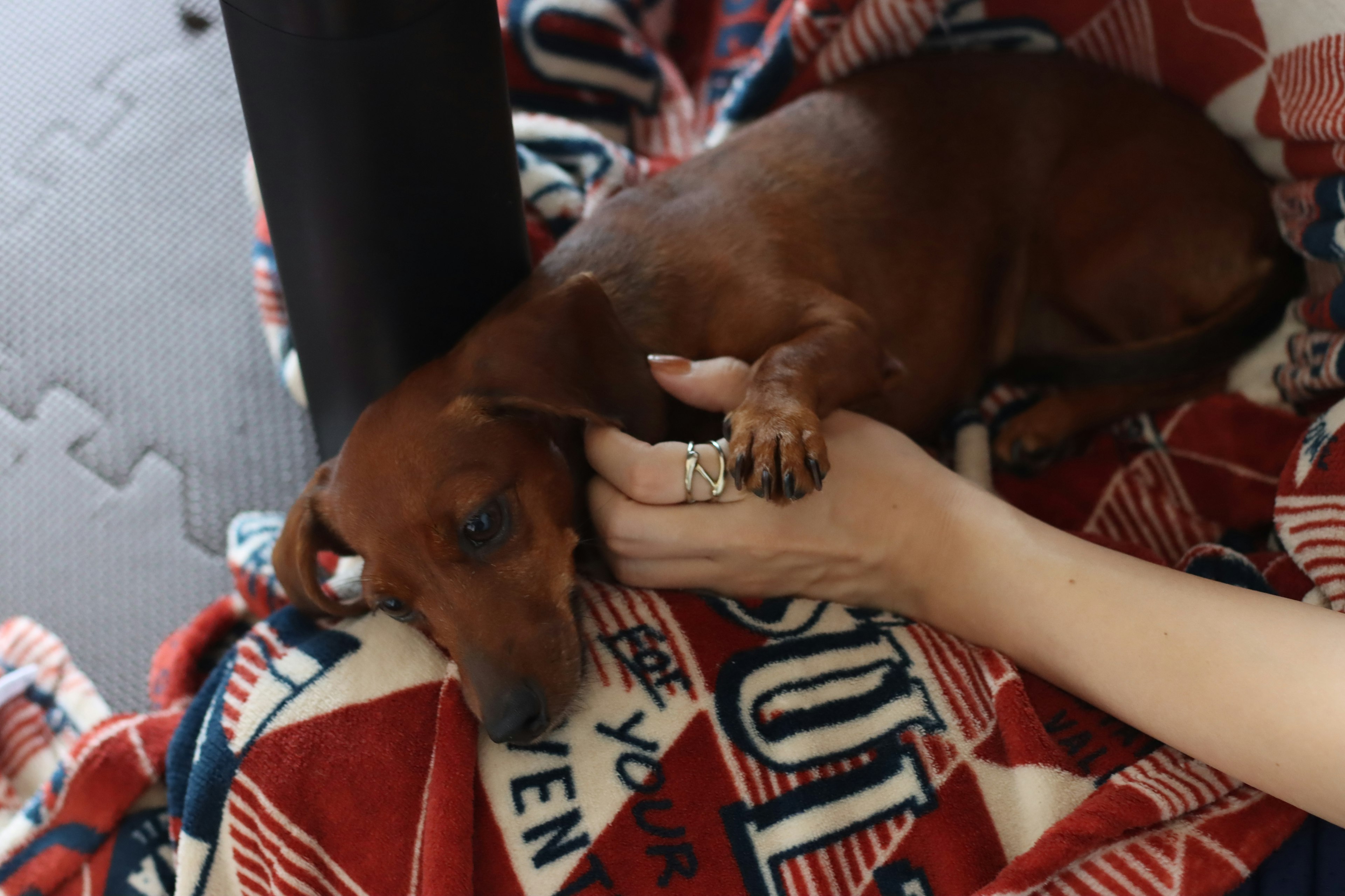 A relaxed dog being petted on a colorful blanket