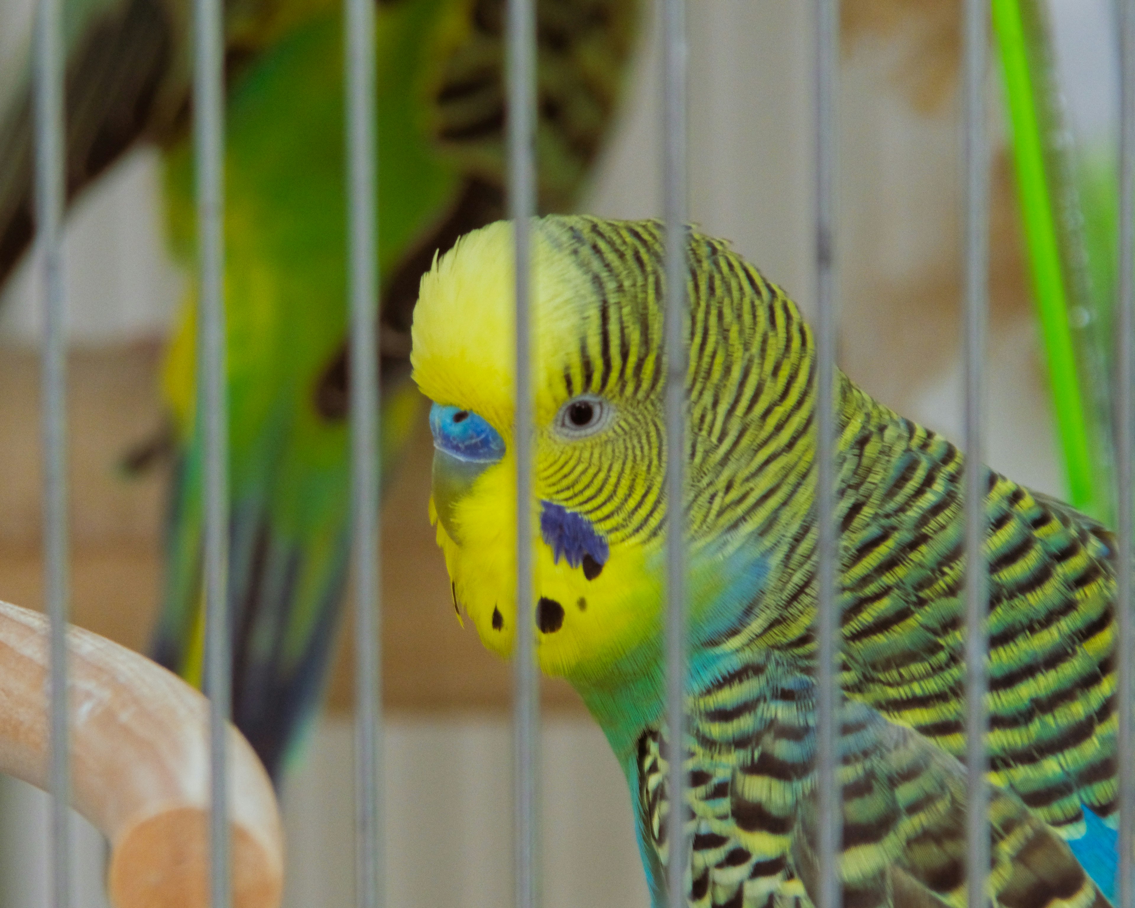 カラフルなセキセイインコがケージの中にいる