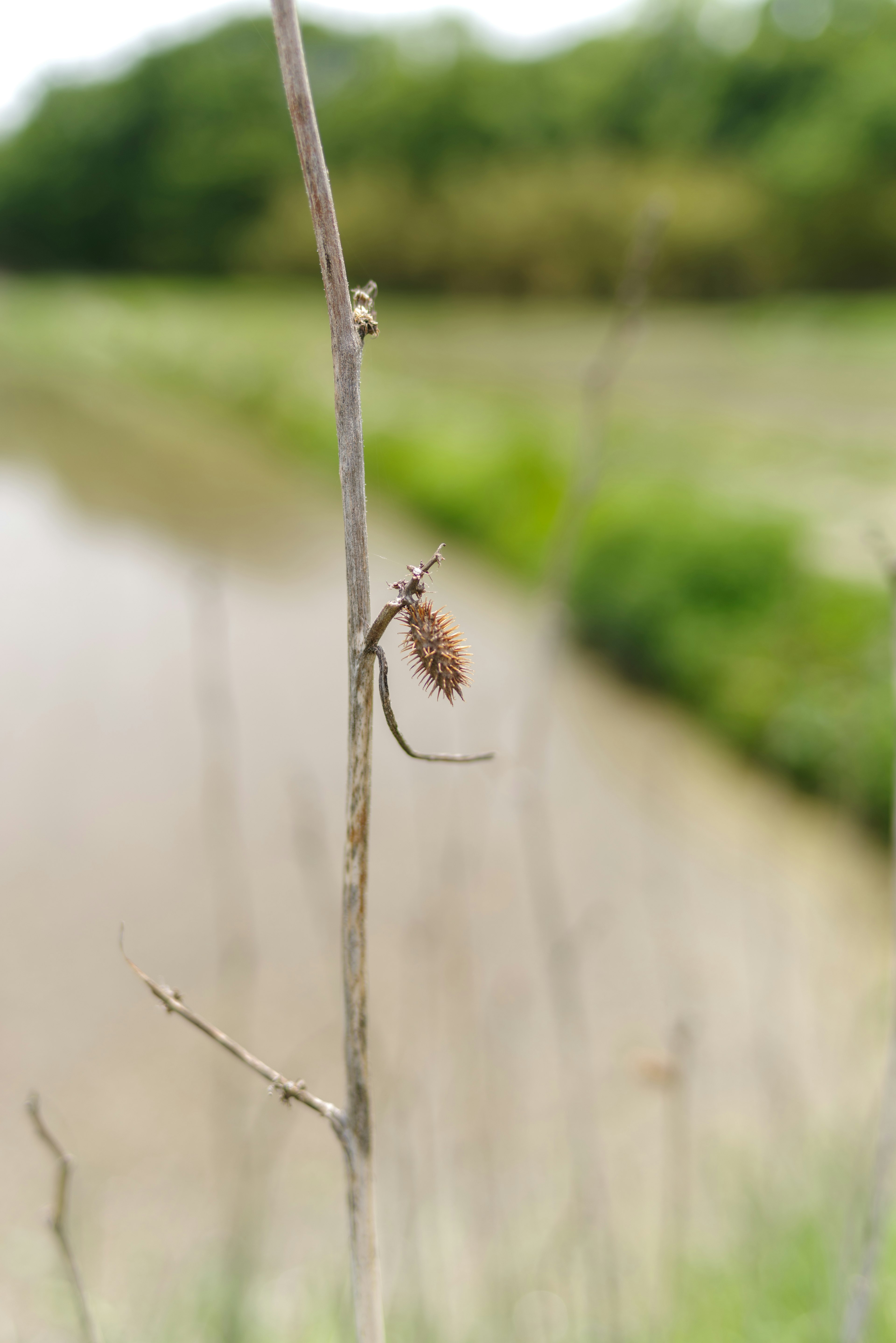 水辺の草にとまる昆虫と背景の緑色の風景