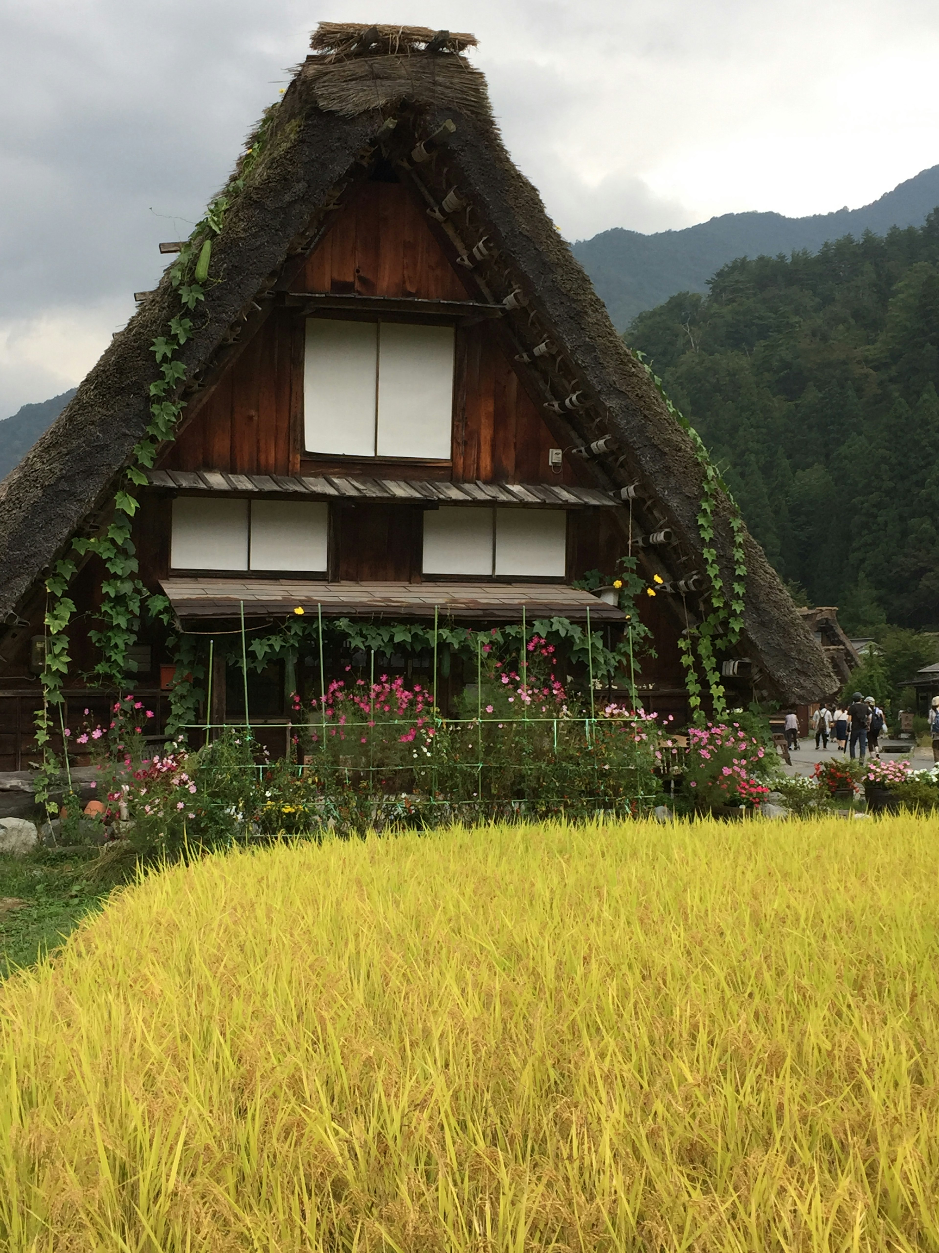 Traditional gassho-zukuri house with golden rice fields