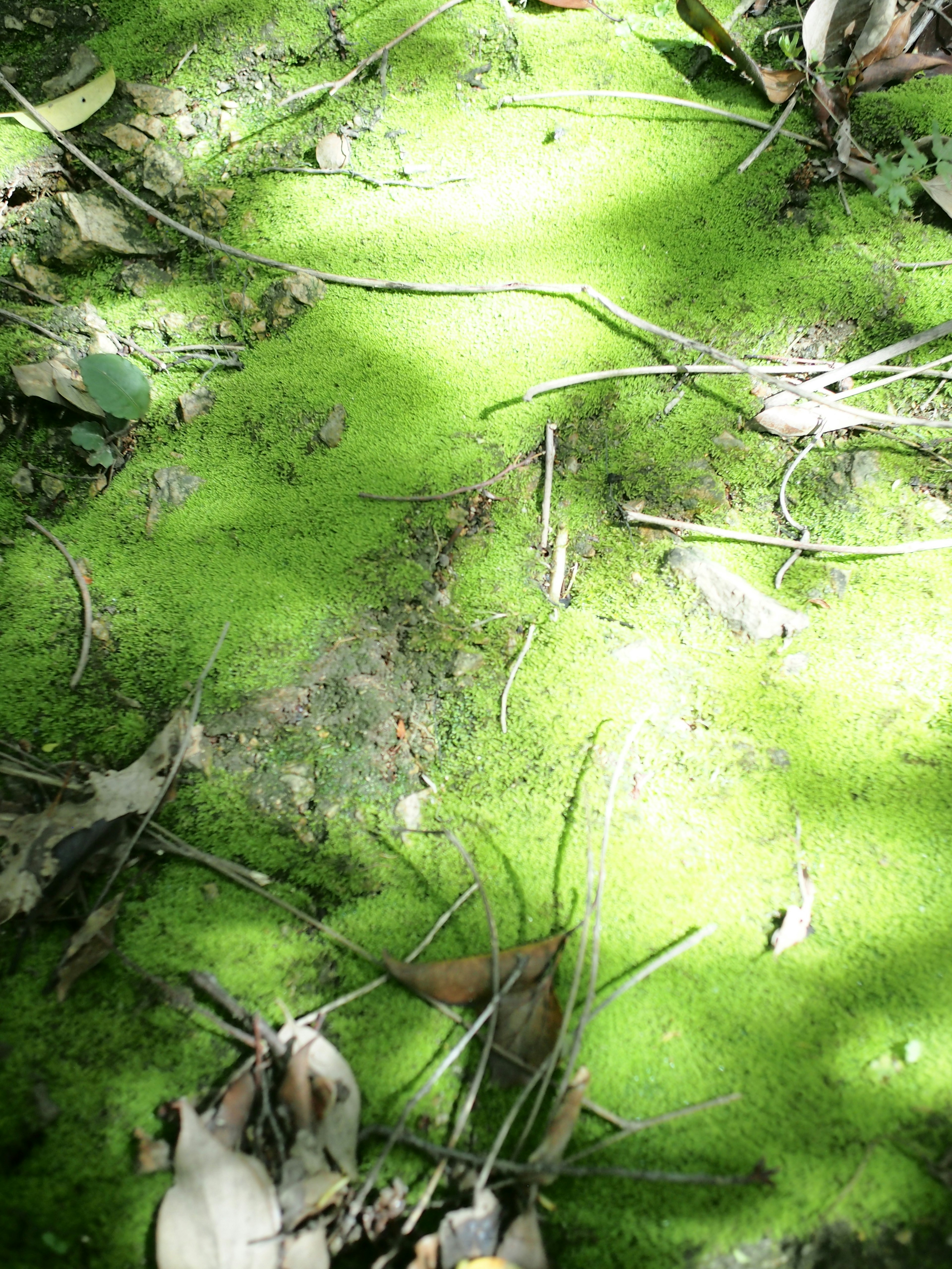 Gambar tanah yang tertutup lumut hijau dan daun yang berserakan