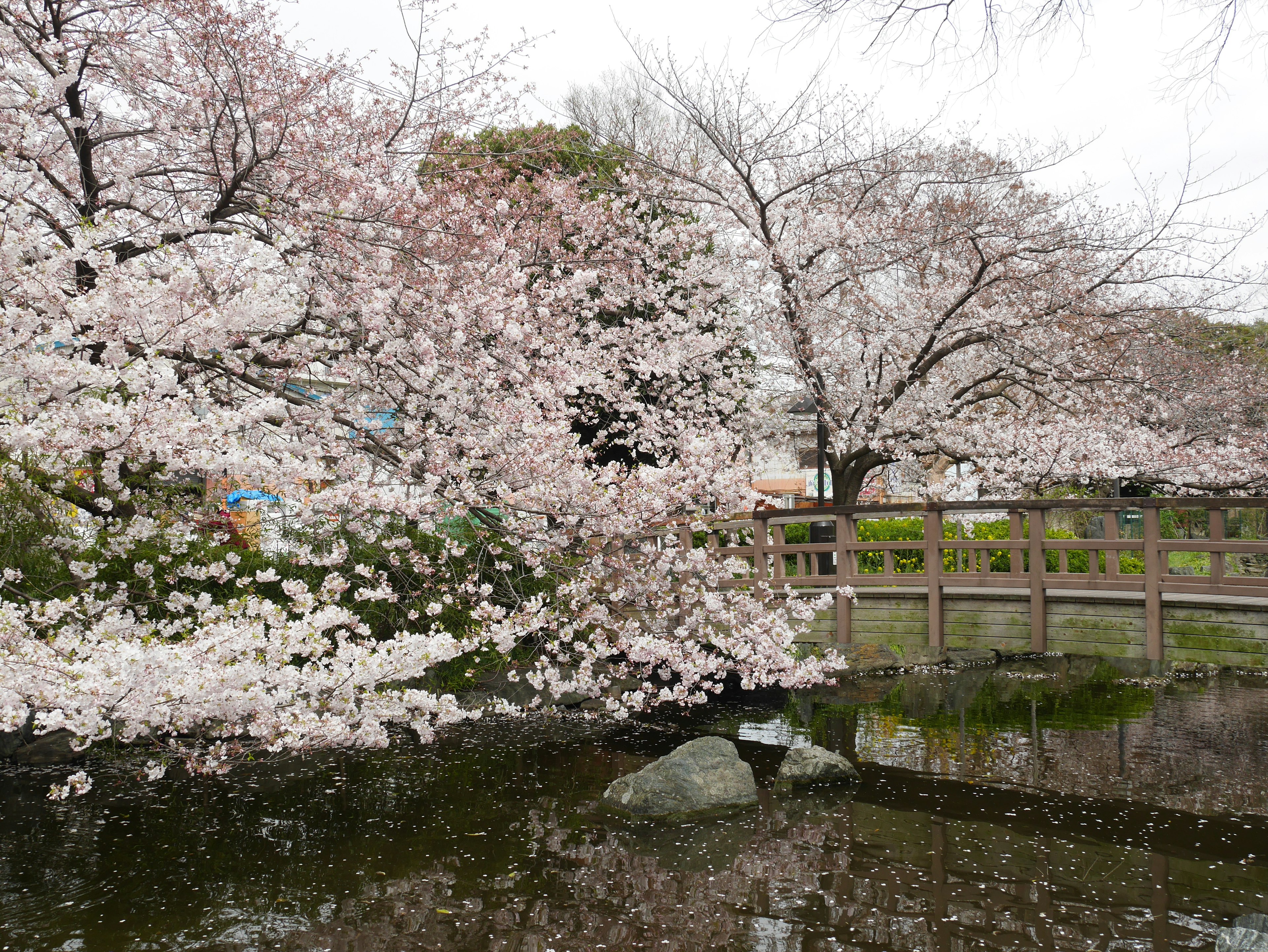 Scenic view of cherry blossom trees by a pond with a small wooden bridge