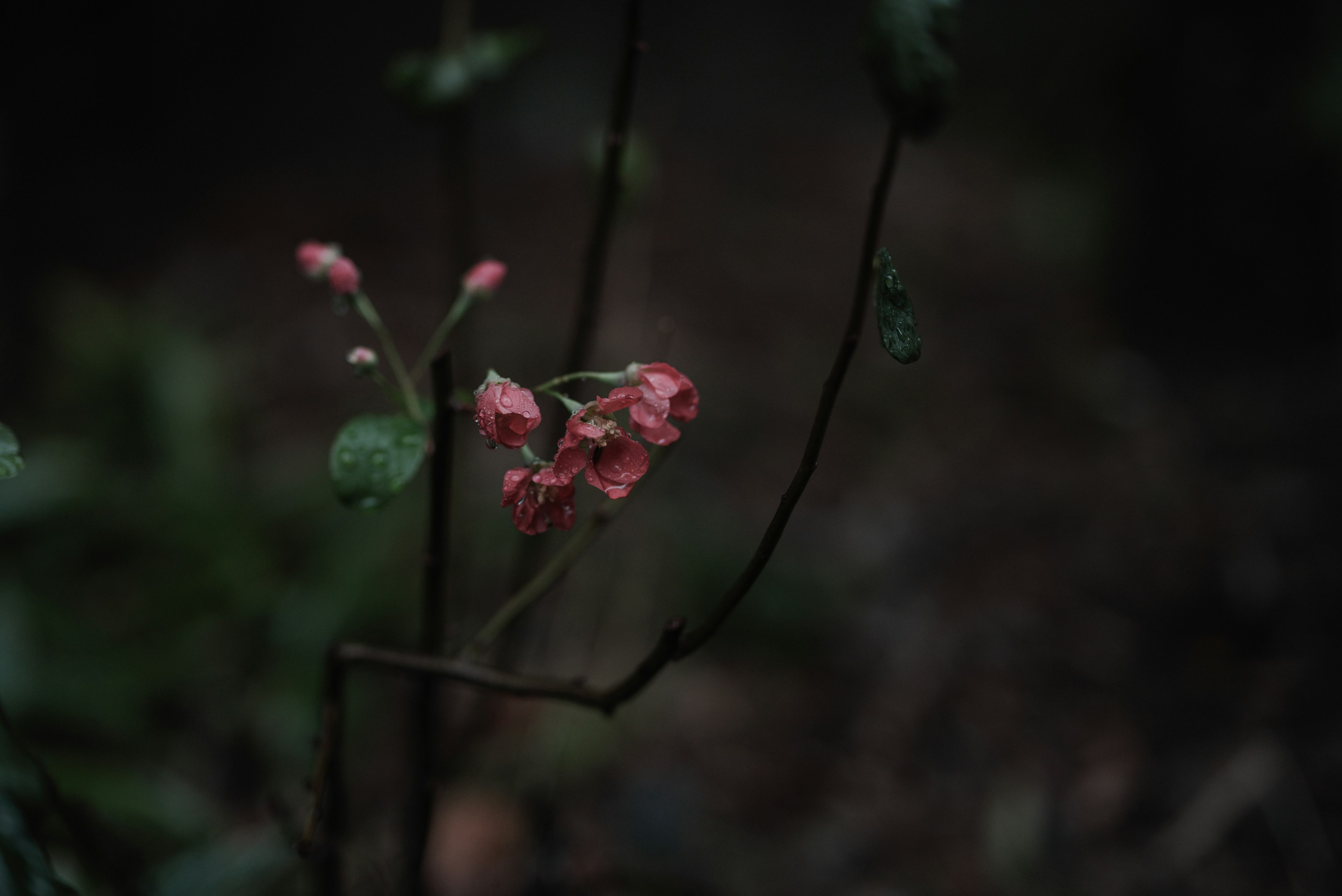 Small pink flowers blooming against a dark background