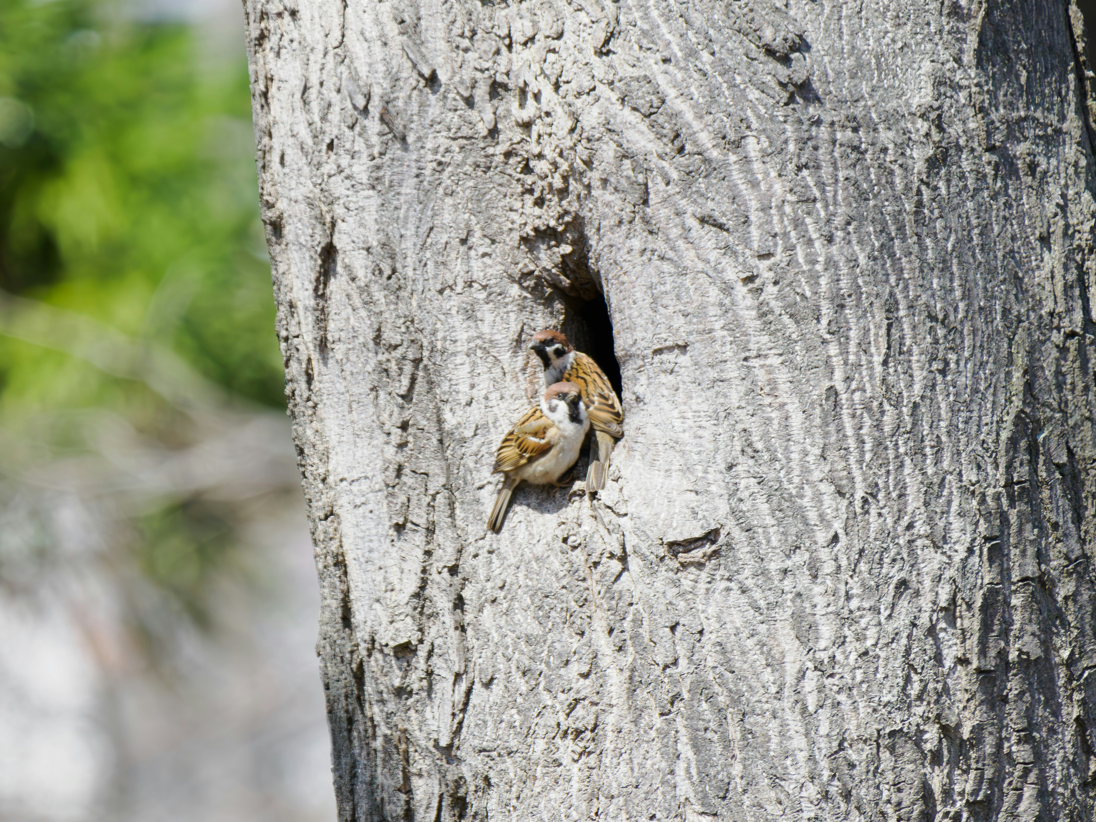 Deux petits oiseaux regardant par un trou dans un tronc d'arbre