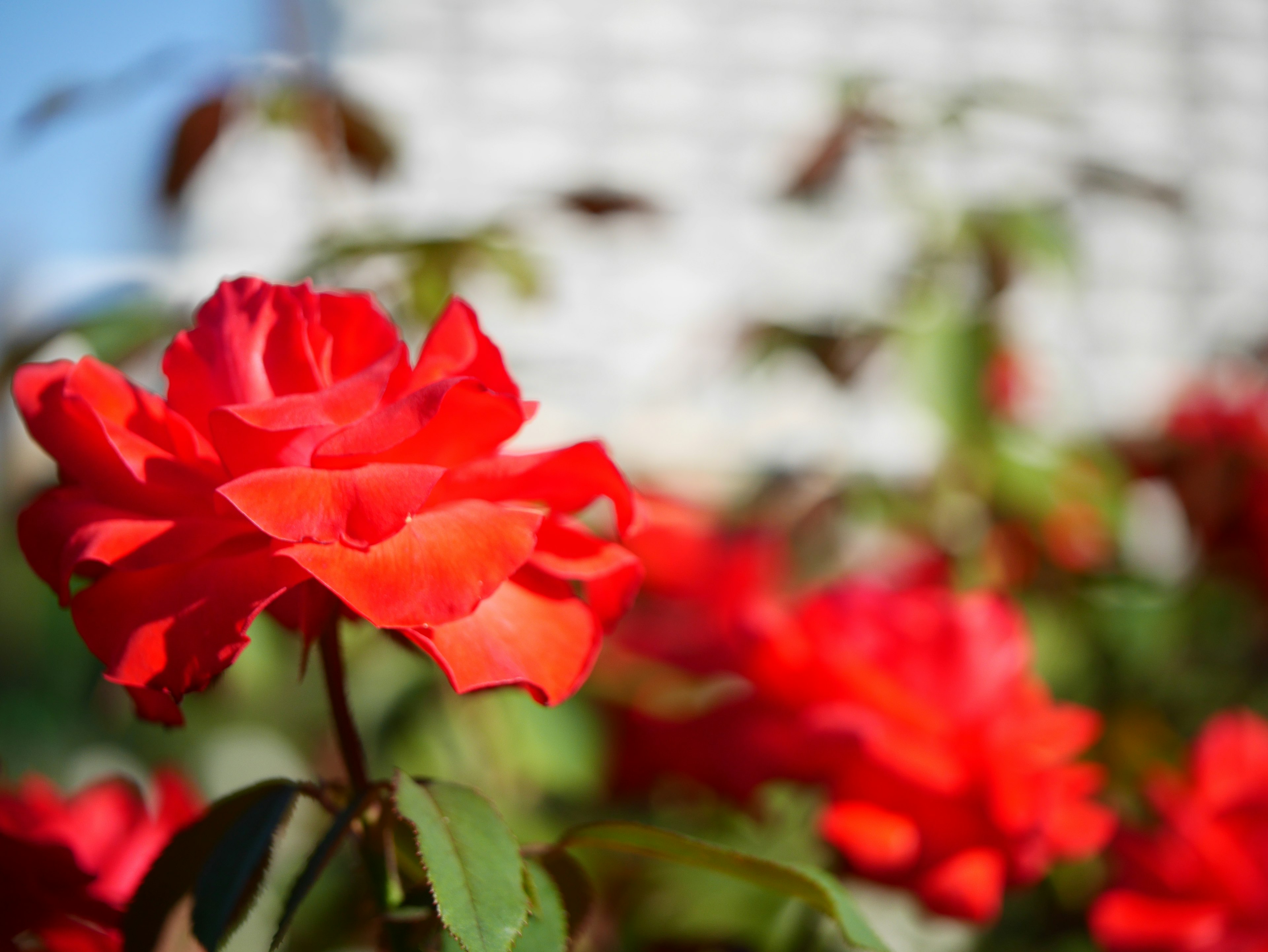 Vibrant red roses blooming with a blurred background