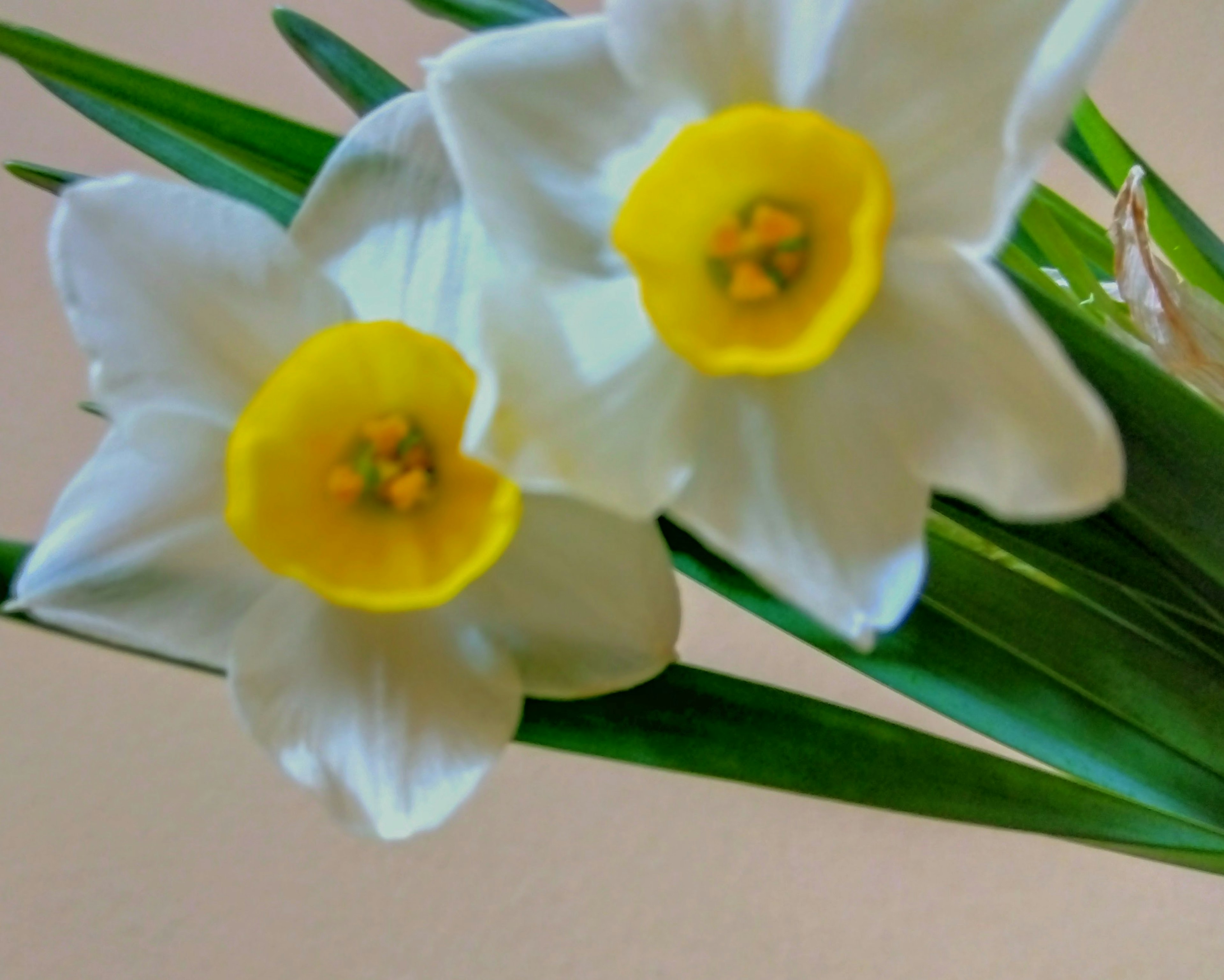 Flores de narcisos blancos con centros amarillos y hojas verdes