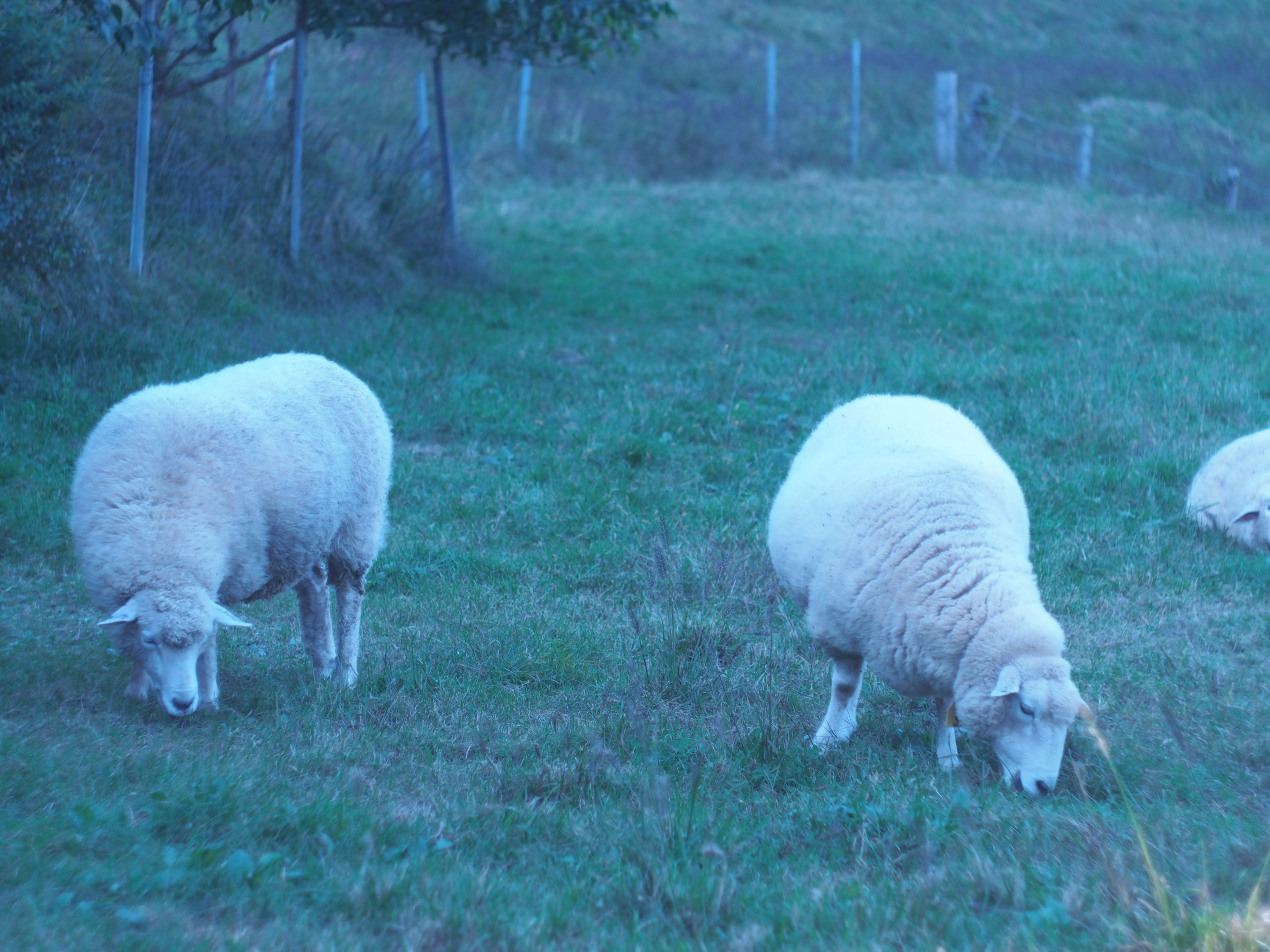 Sheep grazing in a misty field