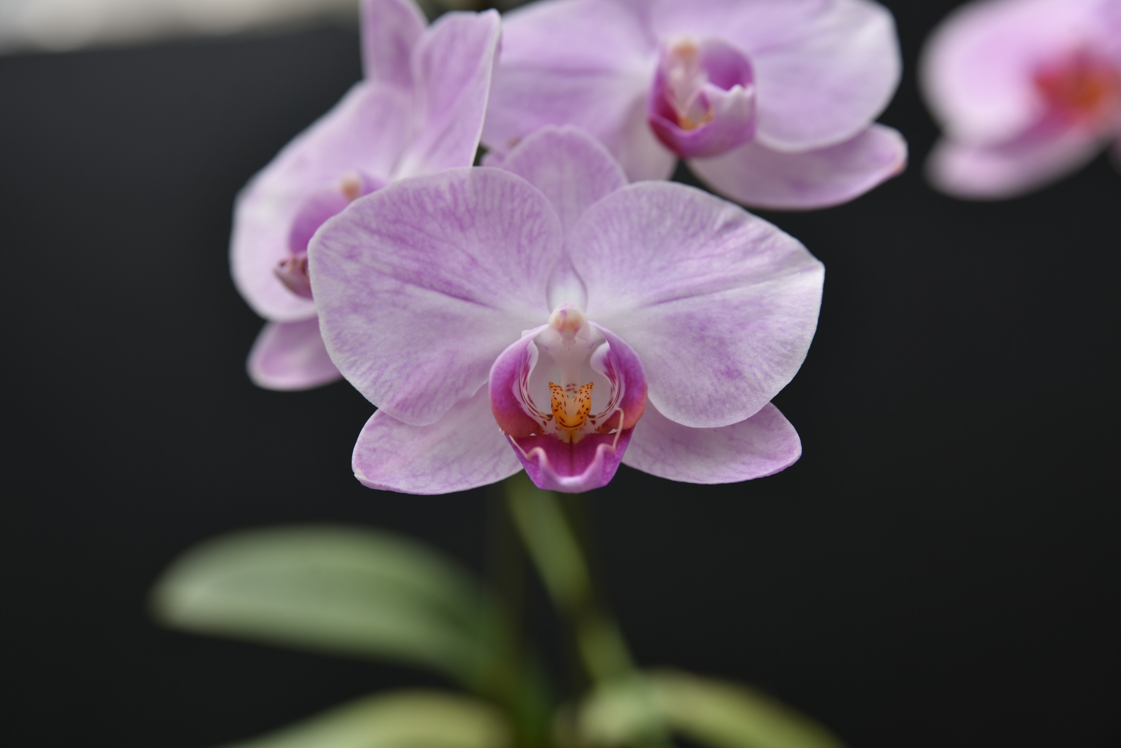 Primo piano di un'orchidea con petali rosa