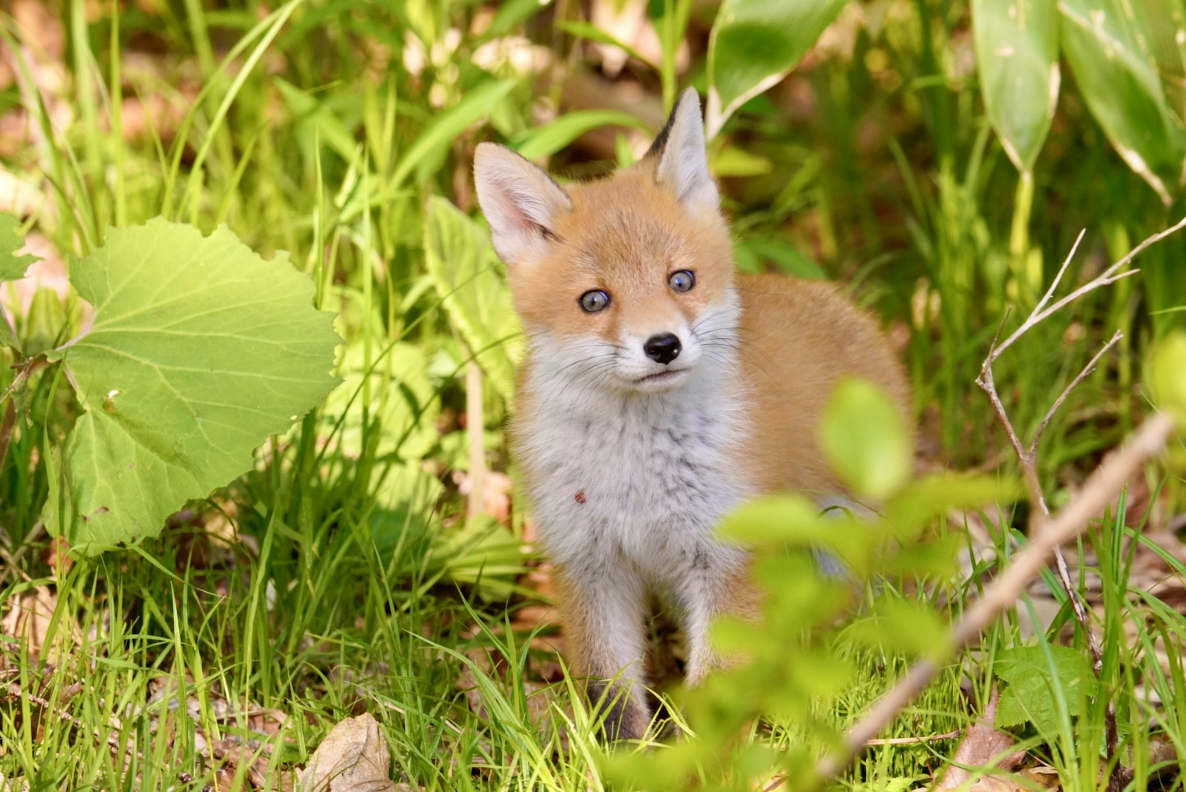 Un petit renard se tenant dans l'herbe verte entouré de feuilles