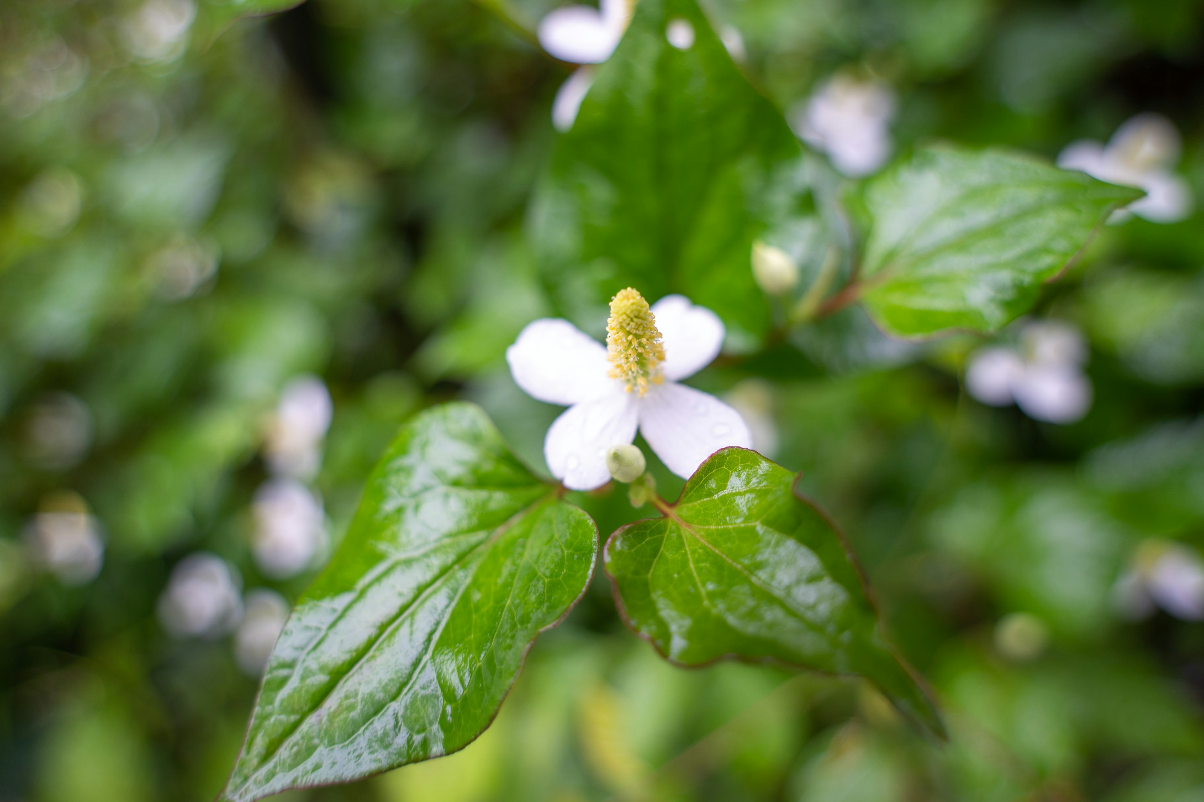 Primo piano di un fiore bianco circondato da foglie verdi