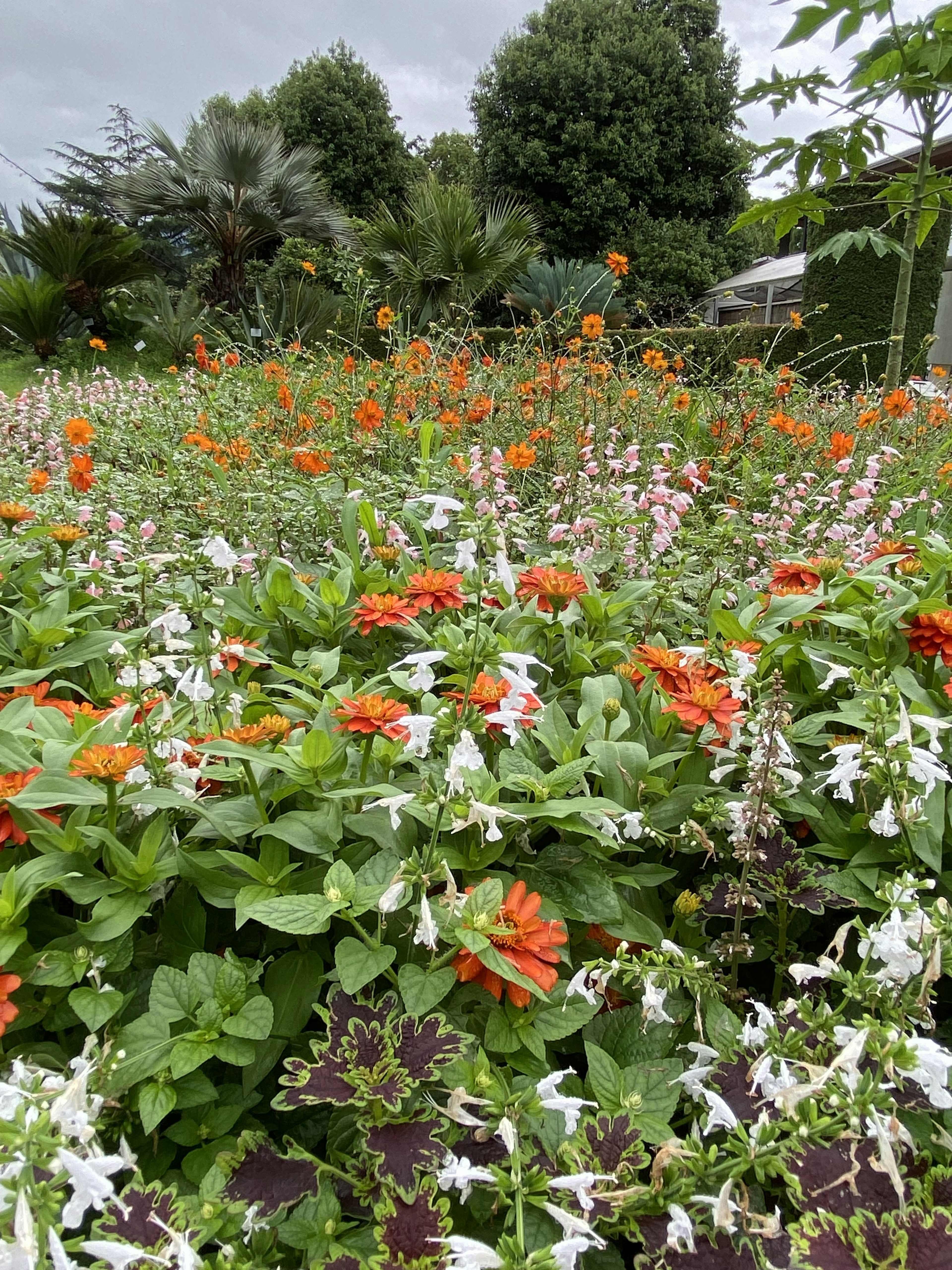 郁郁葱葱的花园中鲜艳的橙色和白色花朵