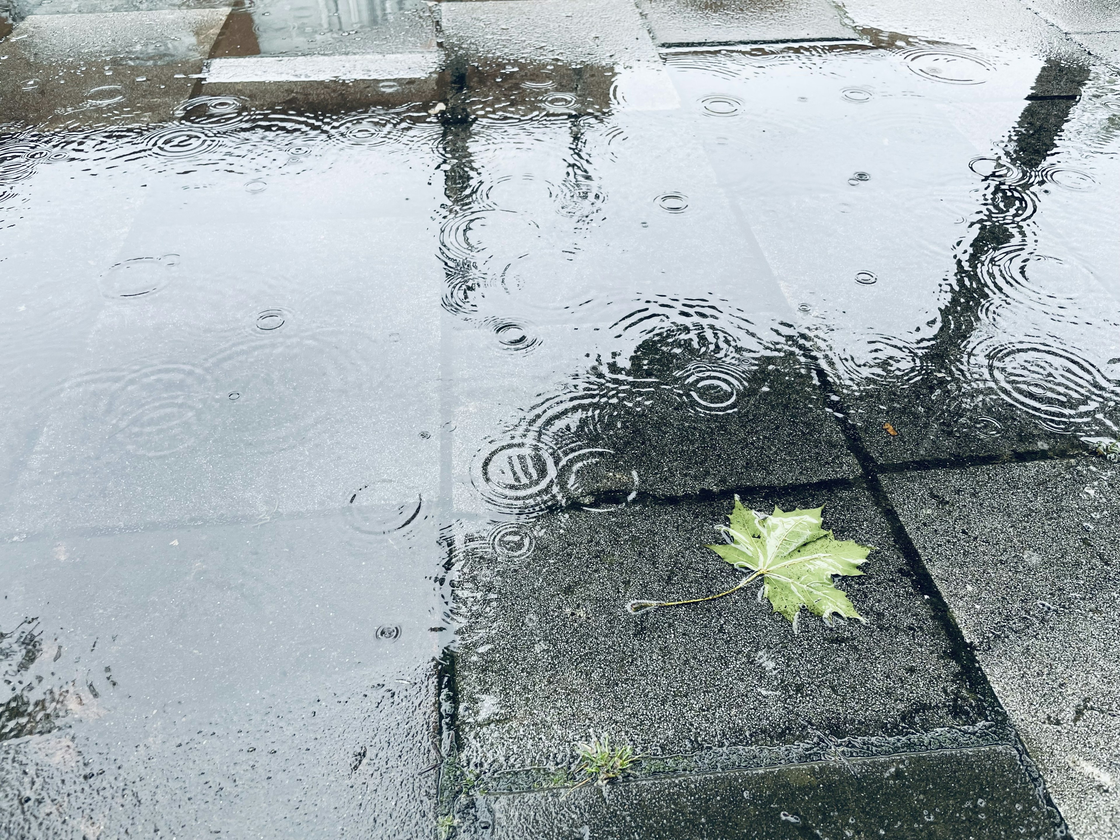 Pavimento mojado con charcos y una hoja verde flotante