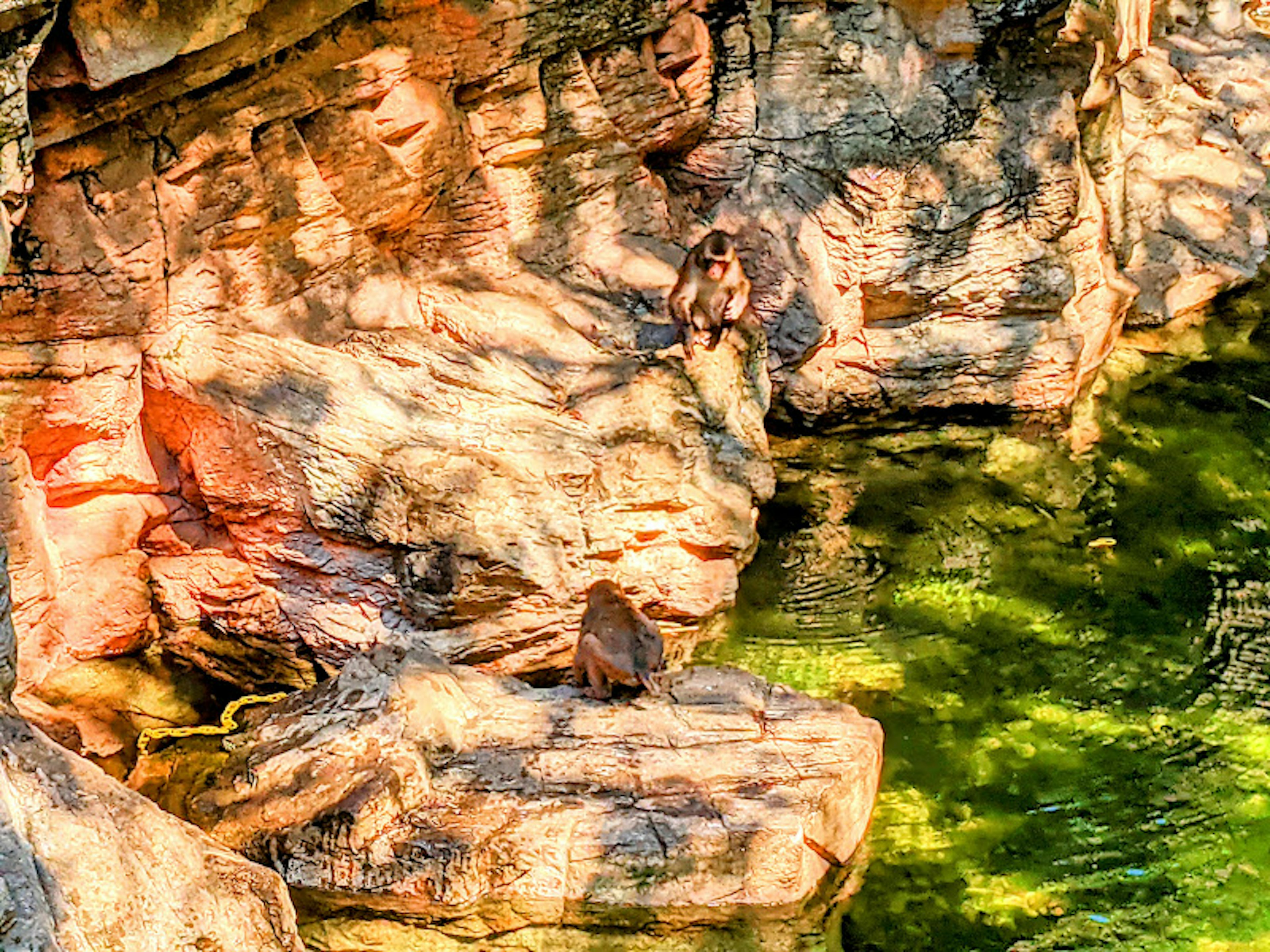 Tier, das auf Felsen neben grünem Wasser sitzt