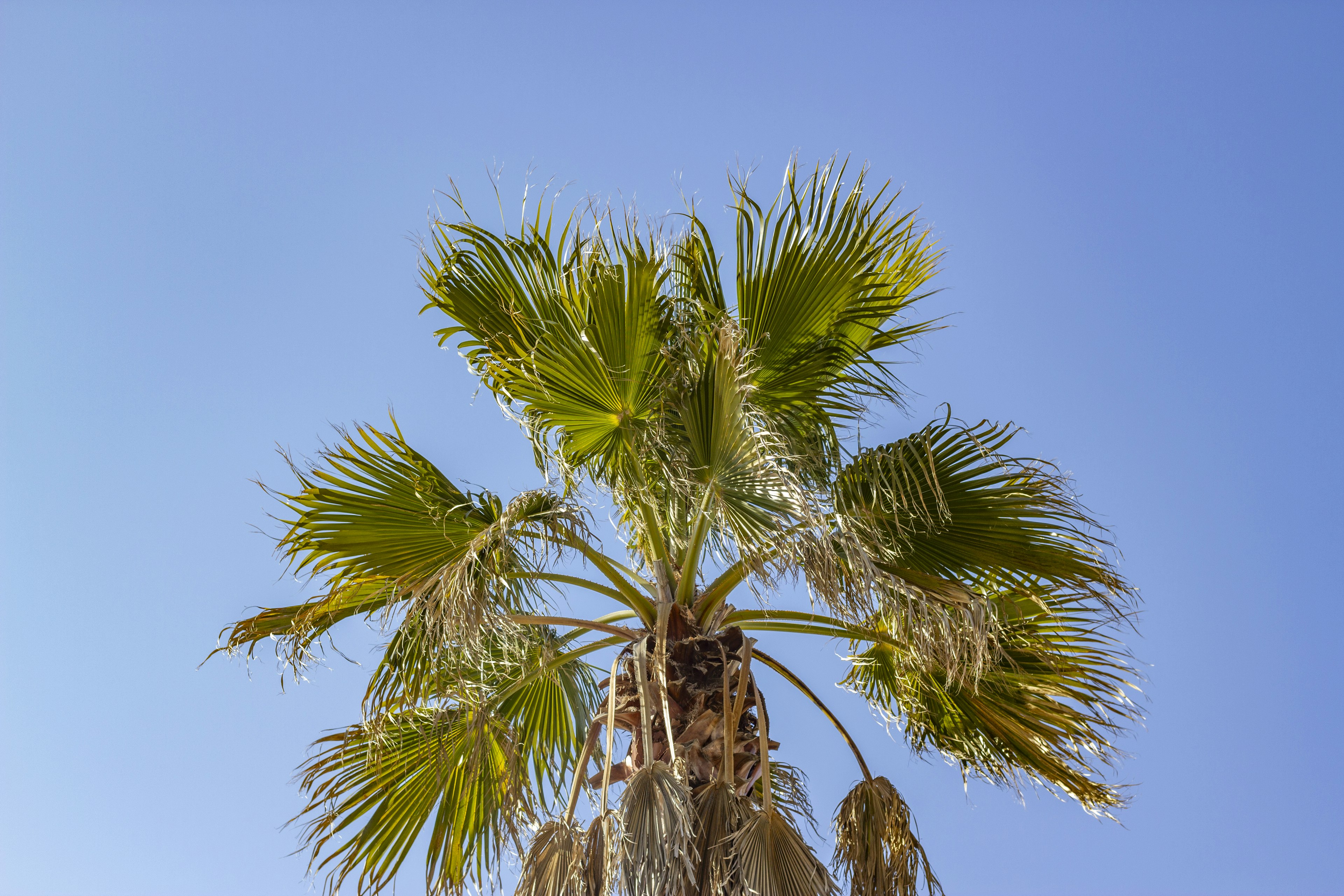 Top view of a palm tree against a blue sky