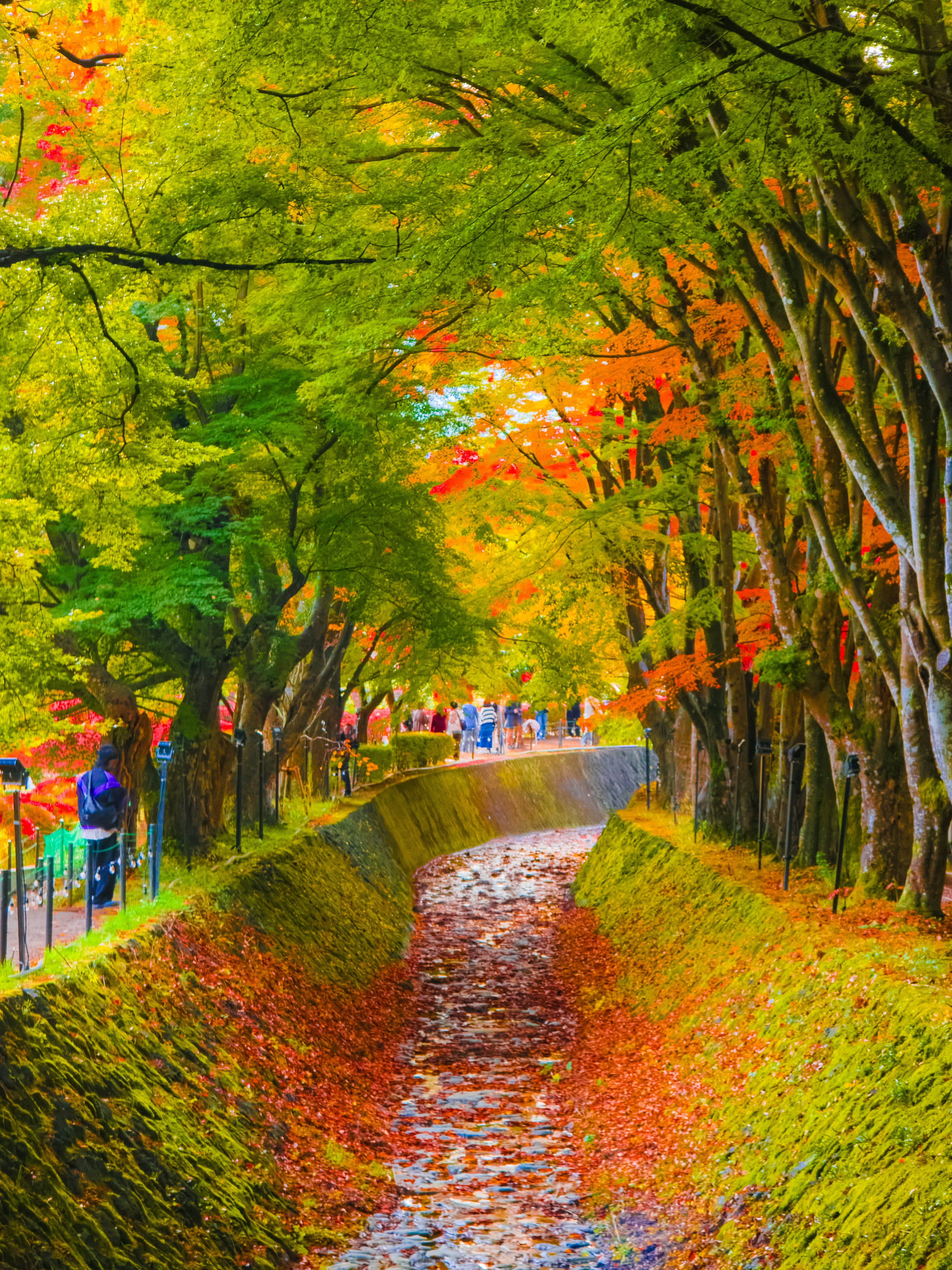 Sentiero panoramico fiancheggiato da fogliame autunnale vibrante e alberi verdi