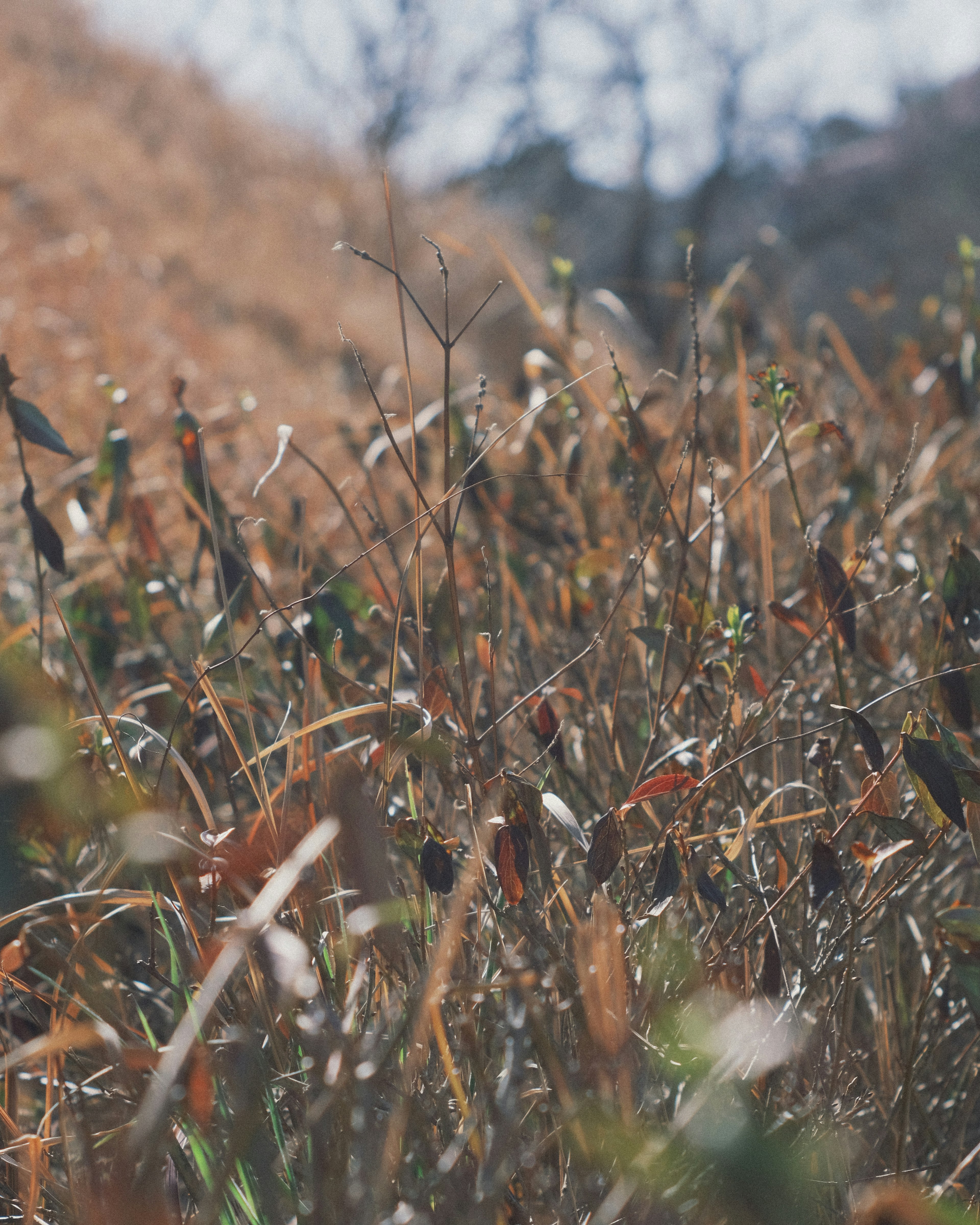 Dried grass and green leaves in a sunlit field