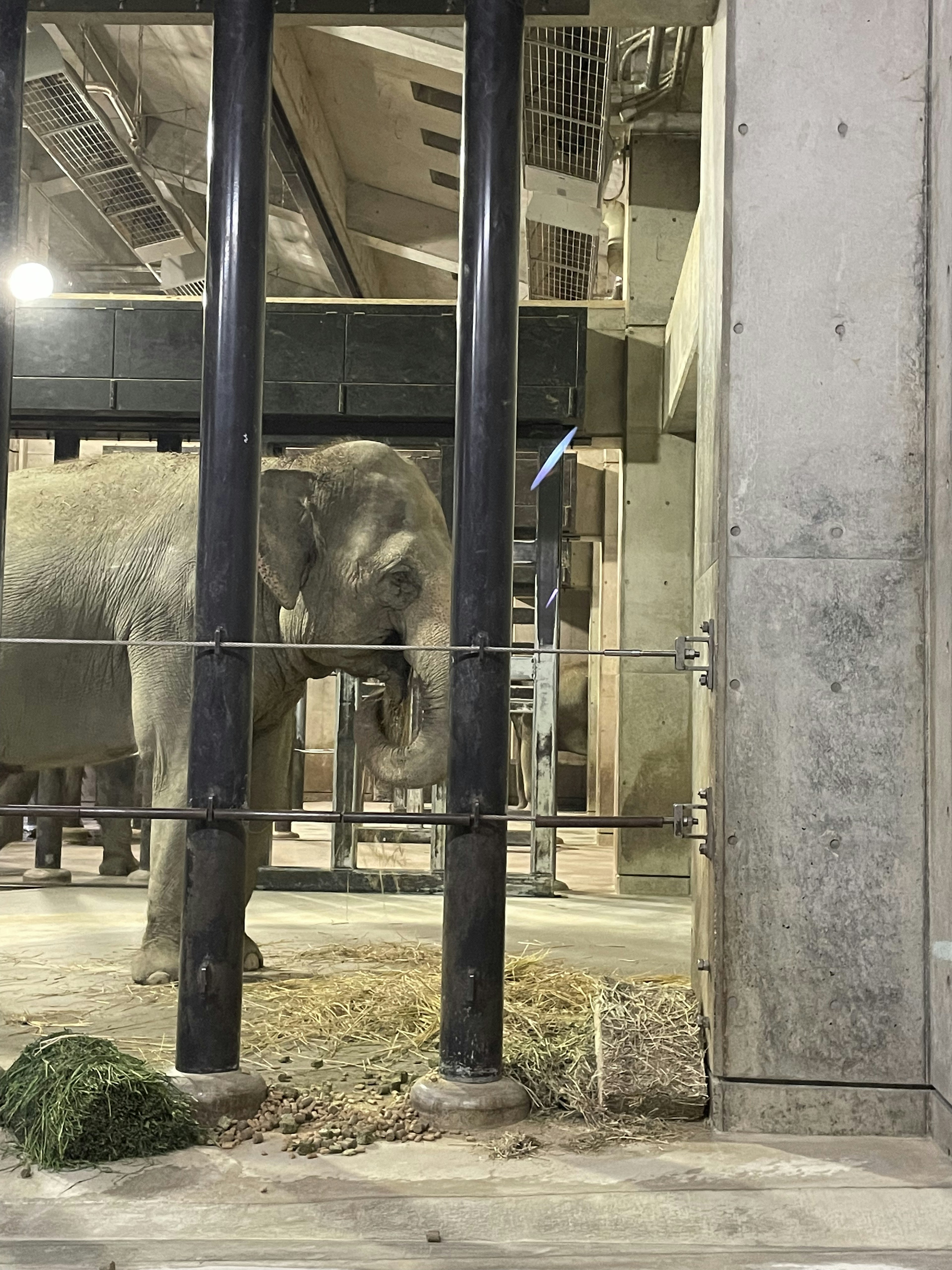 Gambar seekor gajah di dalam kandang dikelilingi oleh struktur beton dan logam