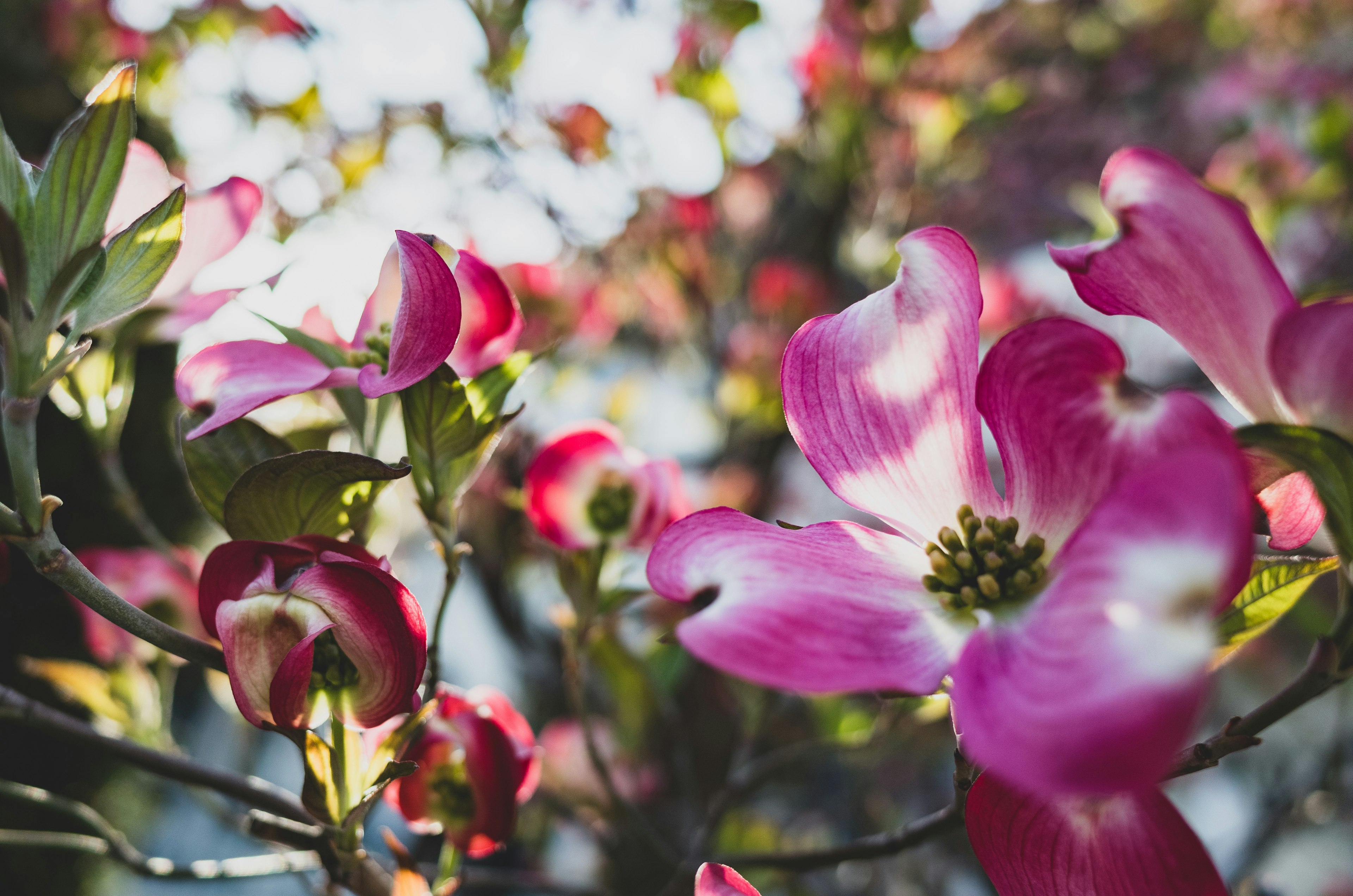 美しいピンクの花が咲く木の枝のクローズアップ