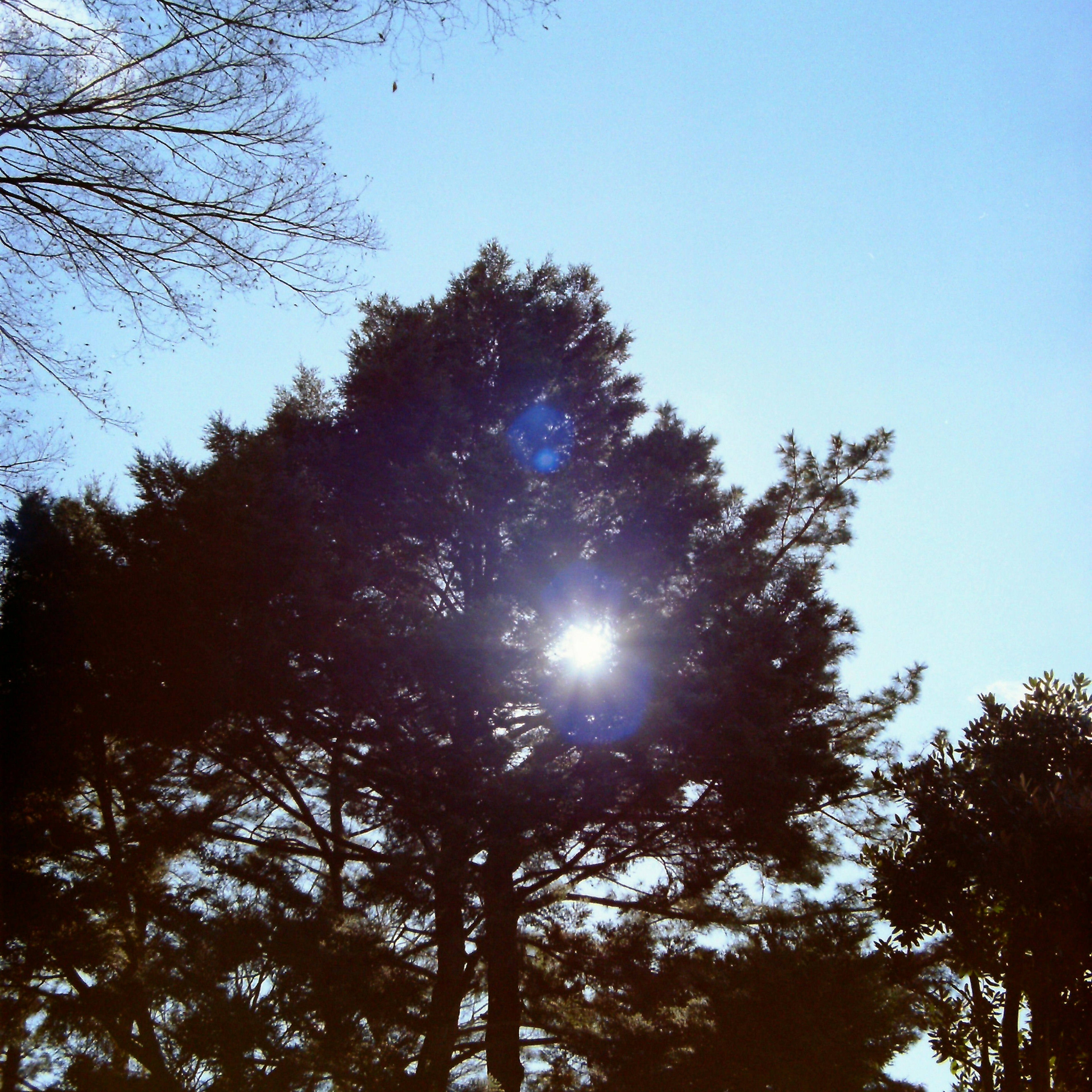 Grands arbres sous un ciel bleu avec le soleil brillant à travers