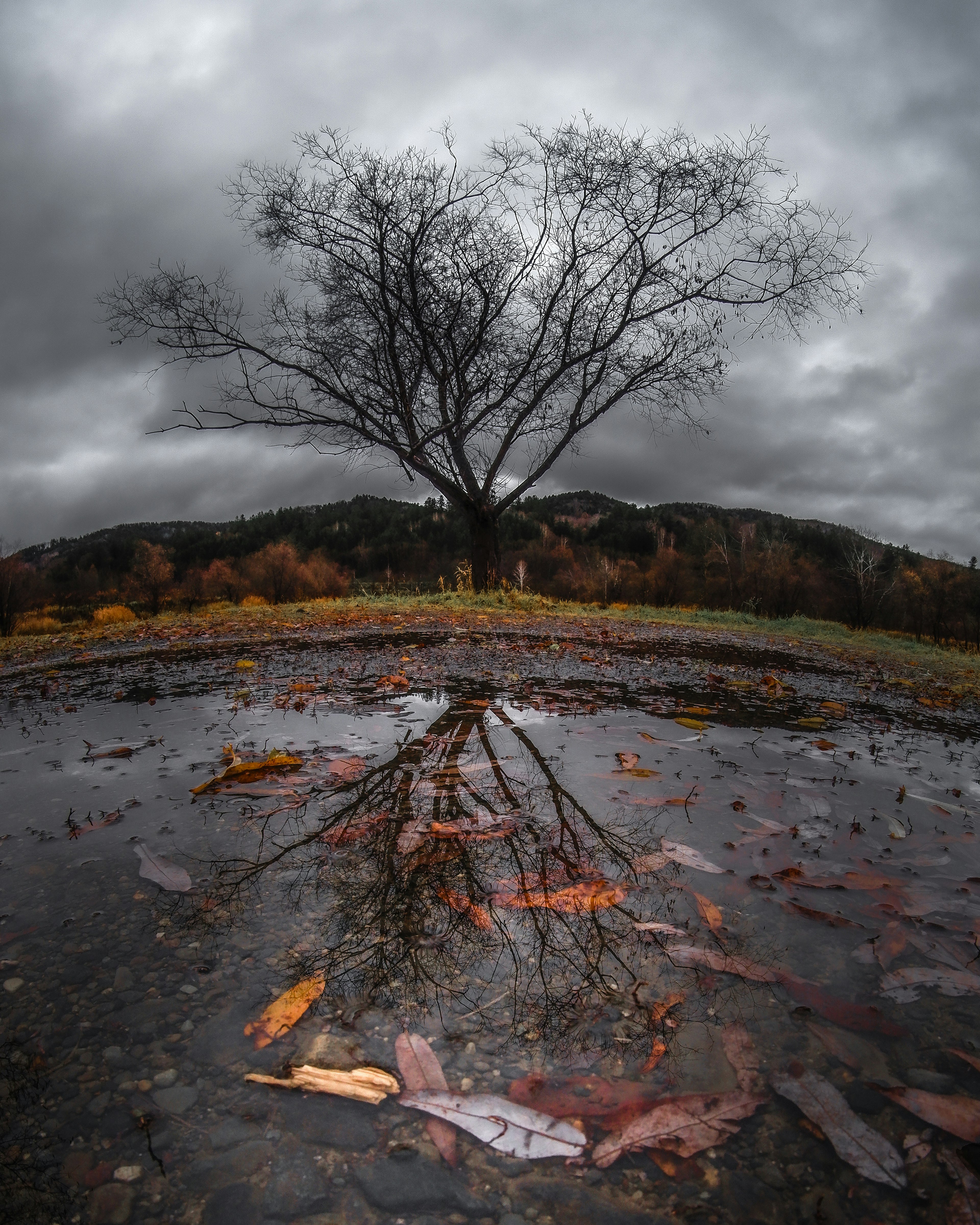 Árbol desnudo bajo nubes oscuras con reflejo en charco