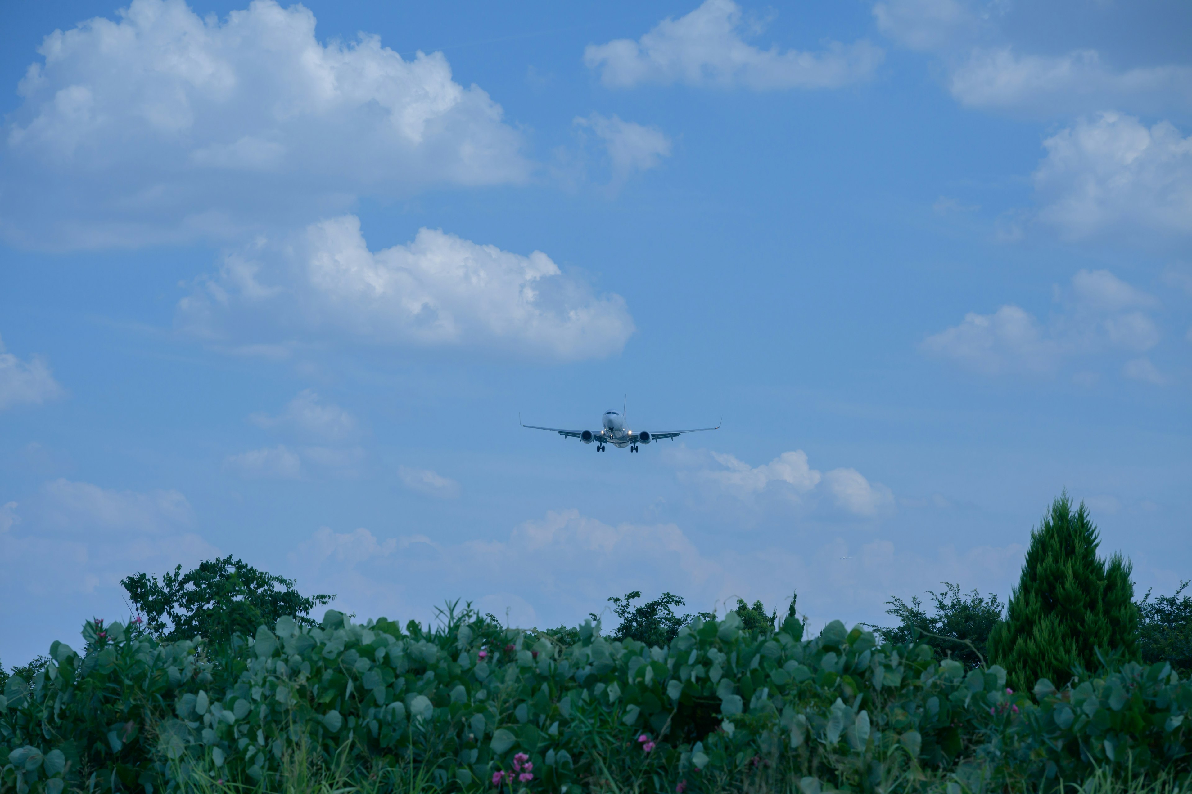 Ein Flugzeug landet unter einem blauen Himmel mit Wolken Grün im Vordergrund