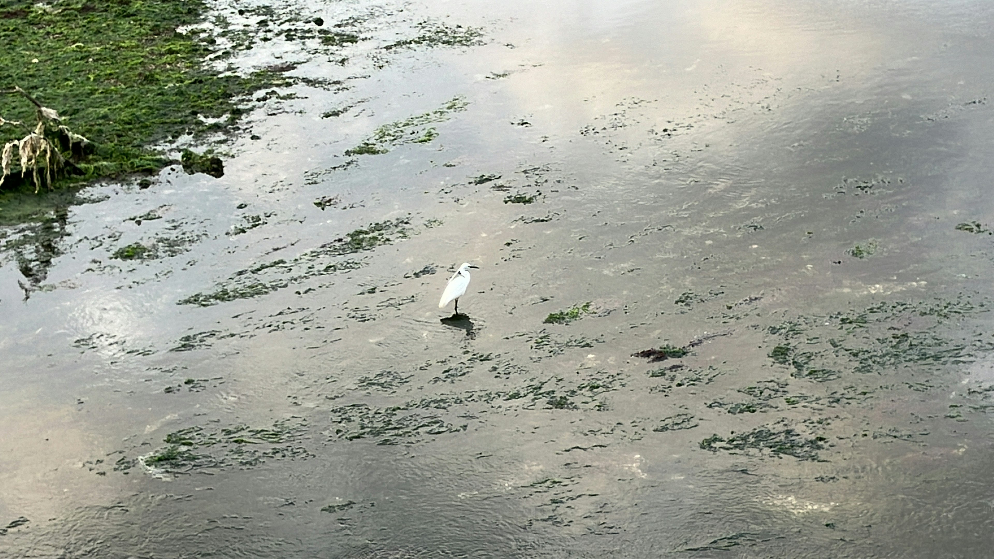 一隻白鳥站在淺水中，映出天空的倒影