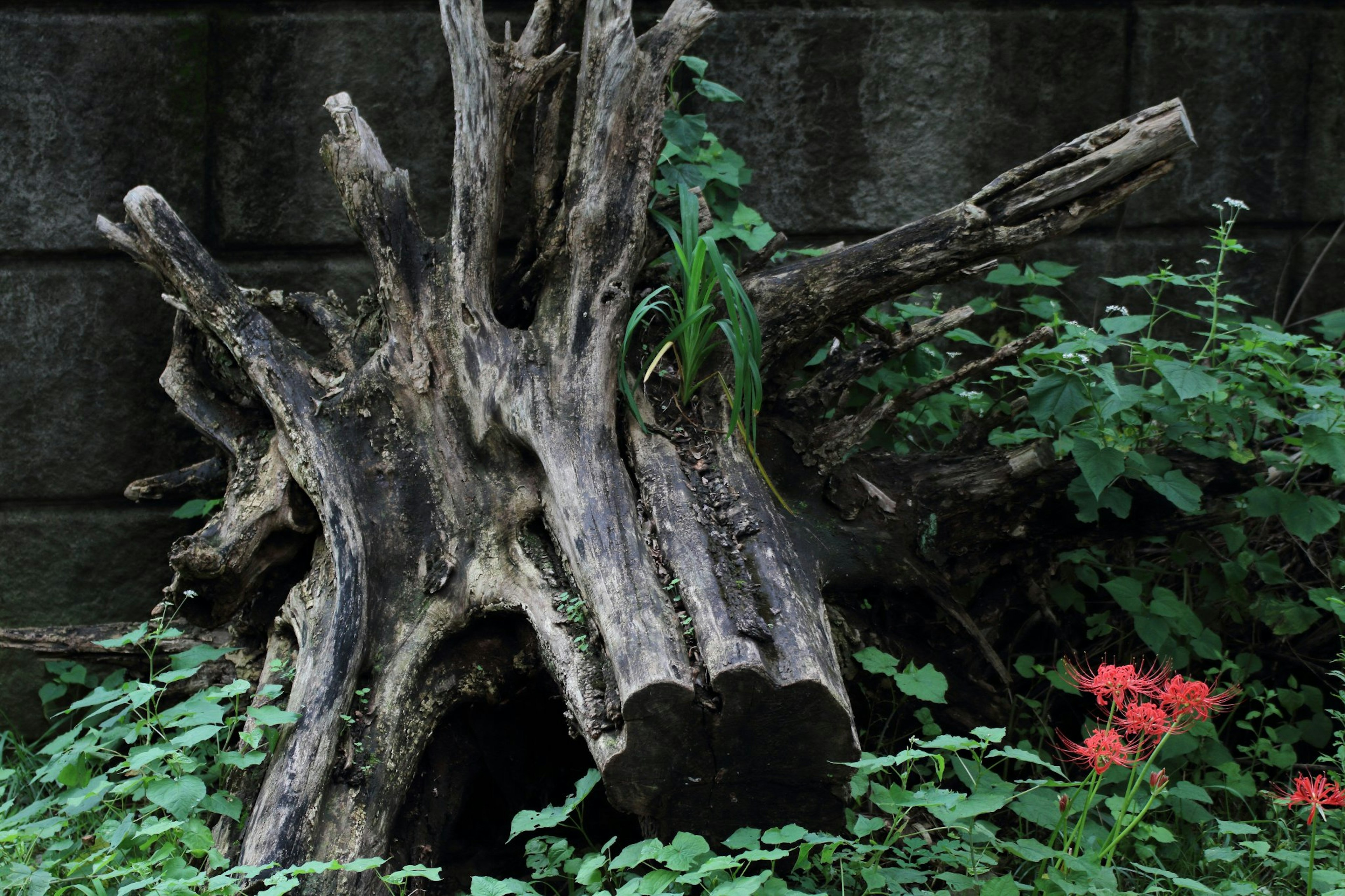 An old tree stump resembling roots surrounded by green plants