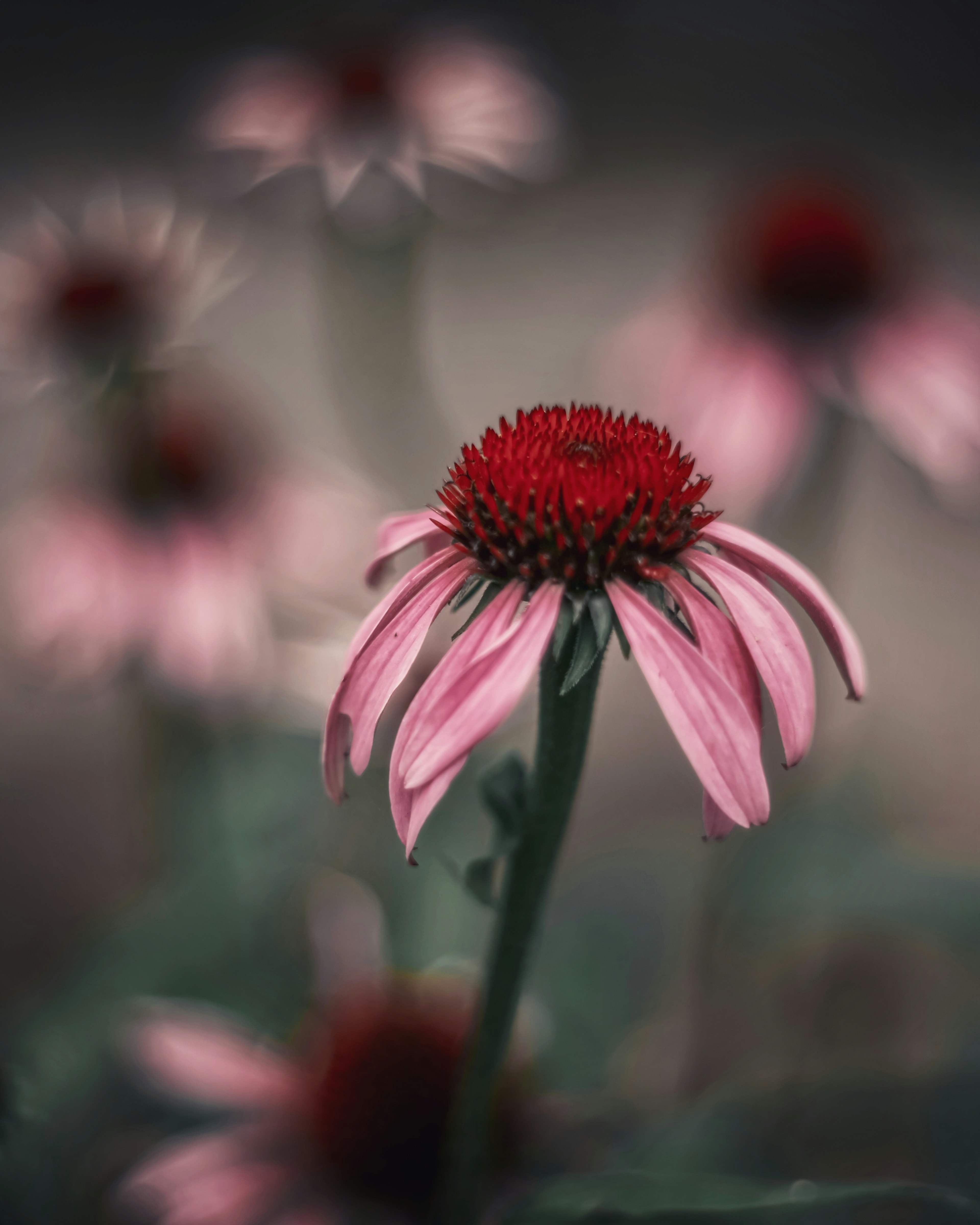 Un fiore rosa vibrante in primo piano con altri fiori sfocati sullo sfondo