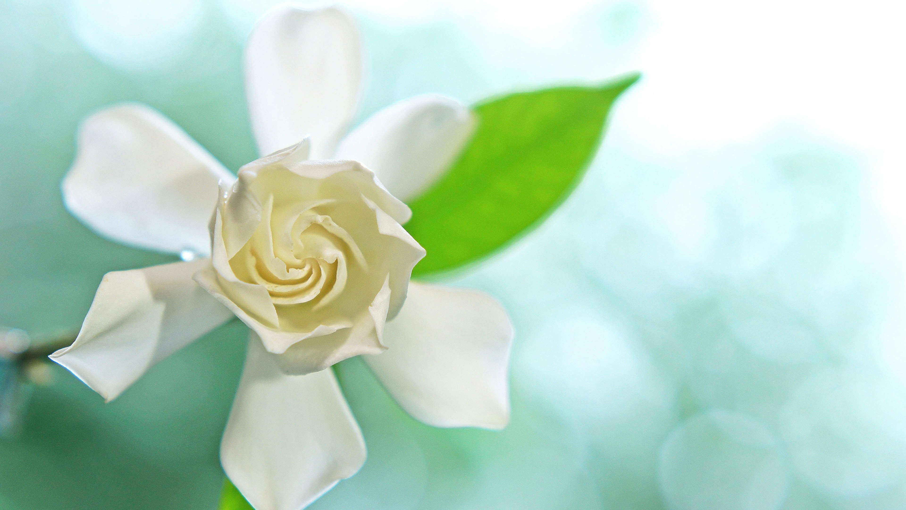 Close-up bunga gardenia putih dengan daun hijau