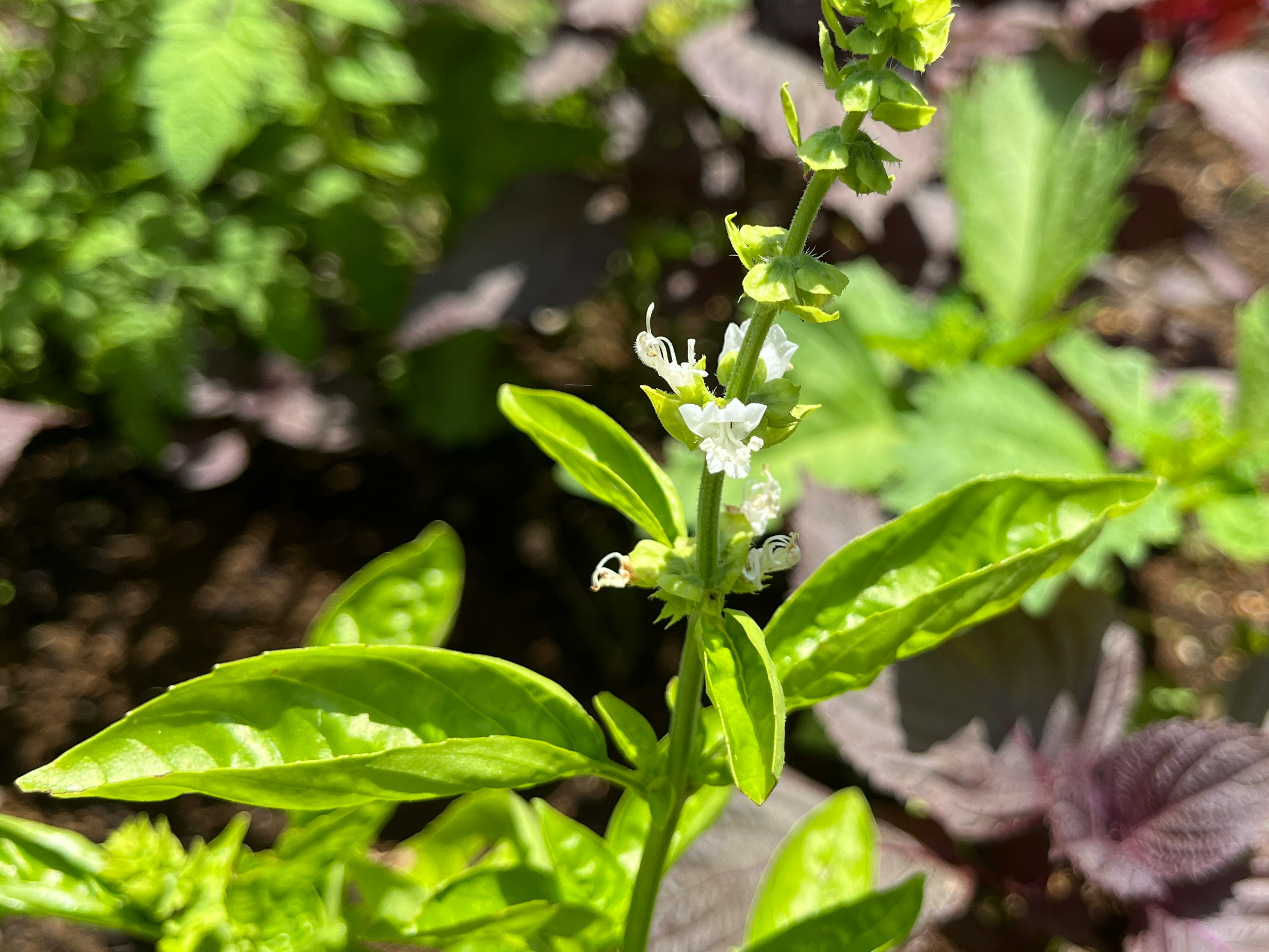 緑色のバジルの葉と白い花が咲いている様子