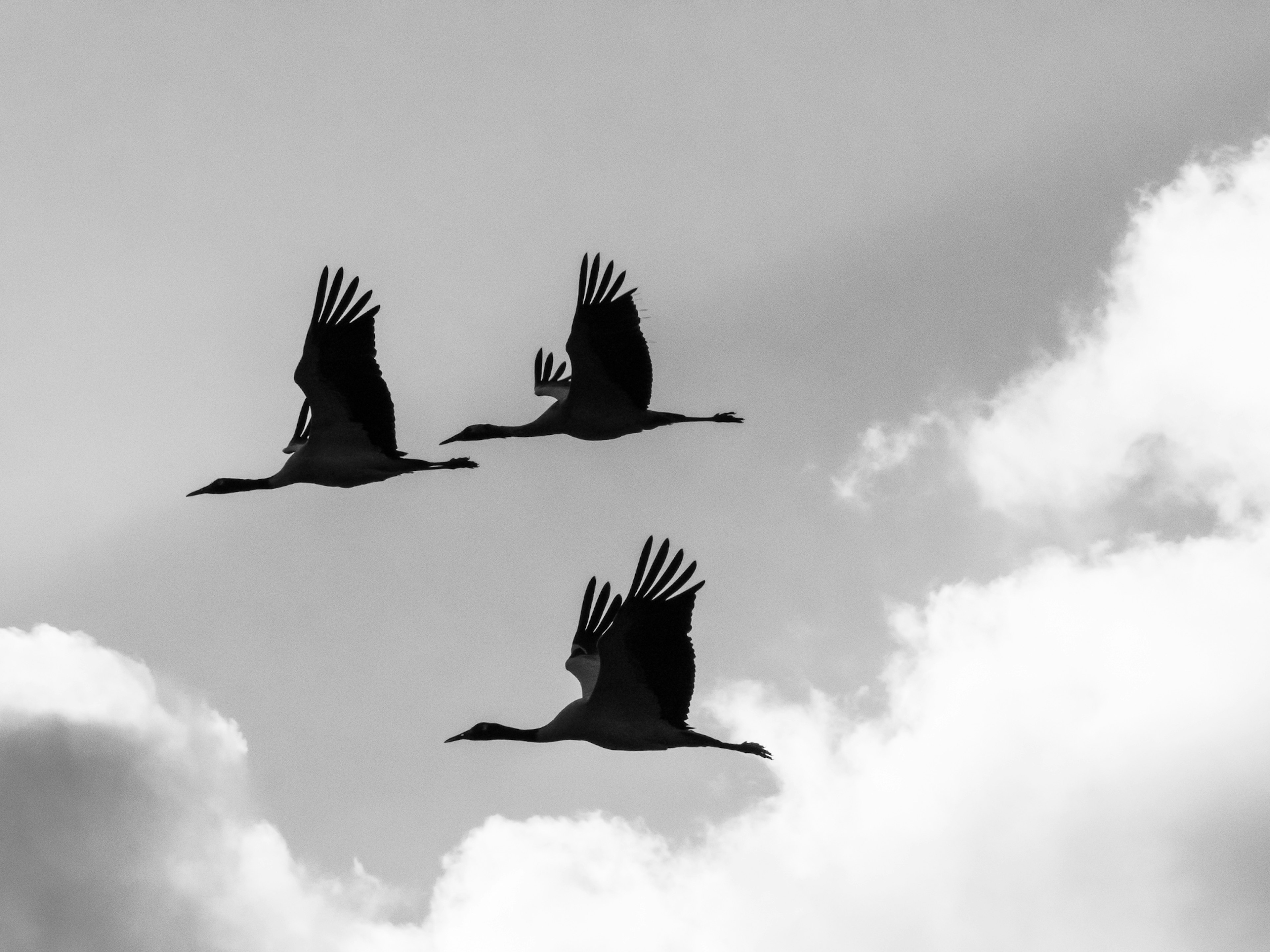 Silhouettes of three cranes flying against a black and white sky