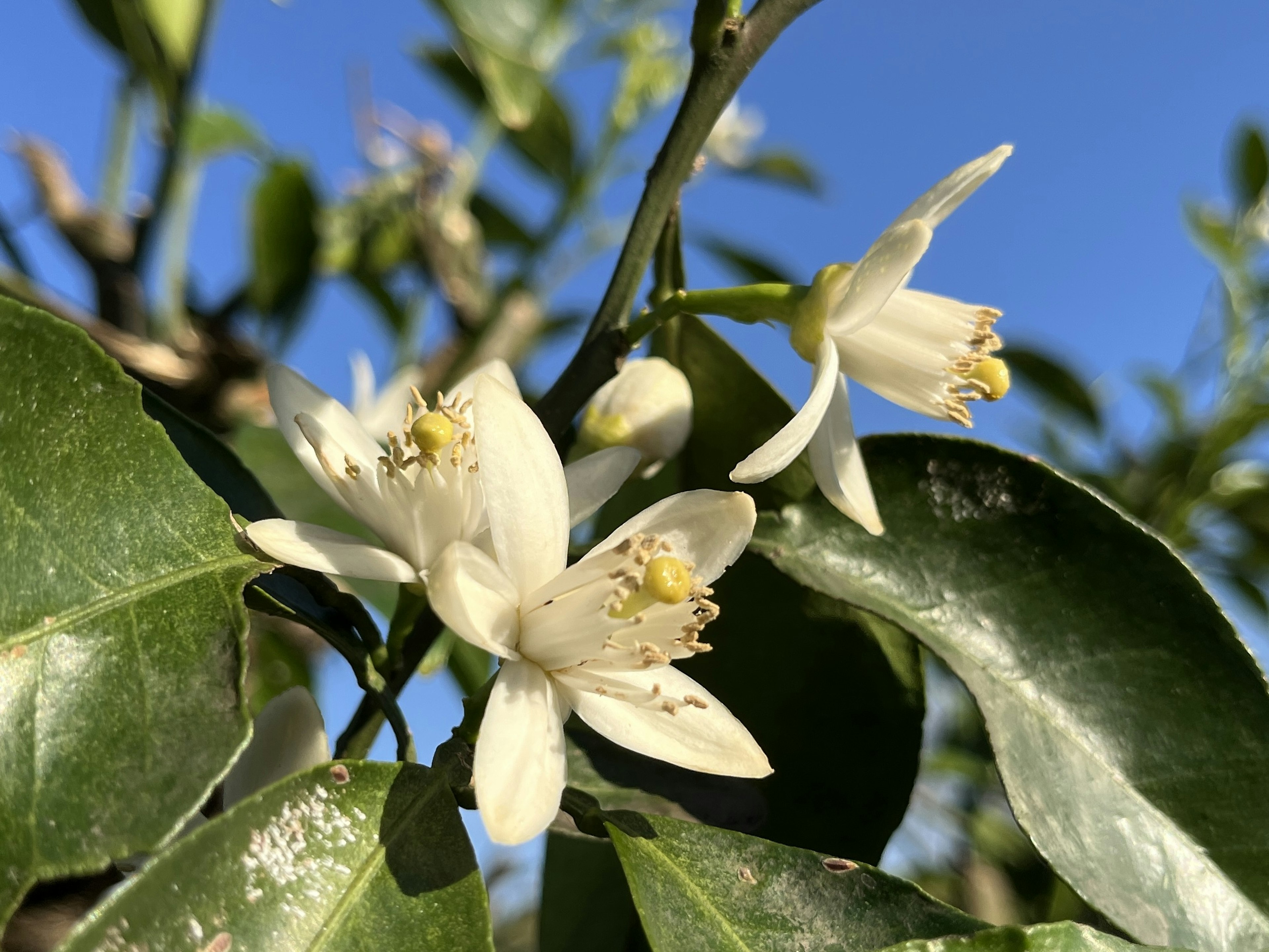 Zitrusblüte mit weißen Blütenblättern und grünen Blättern