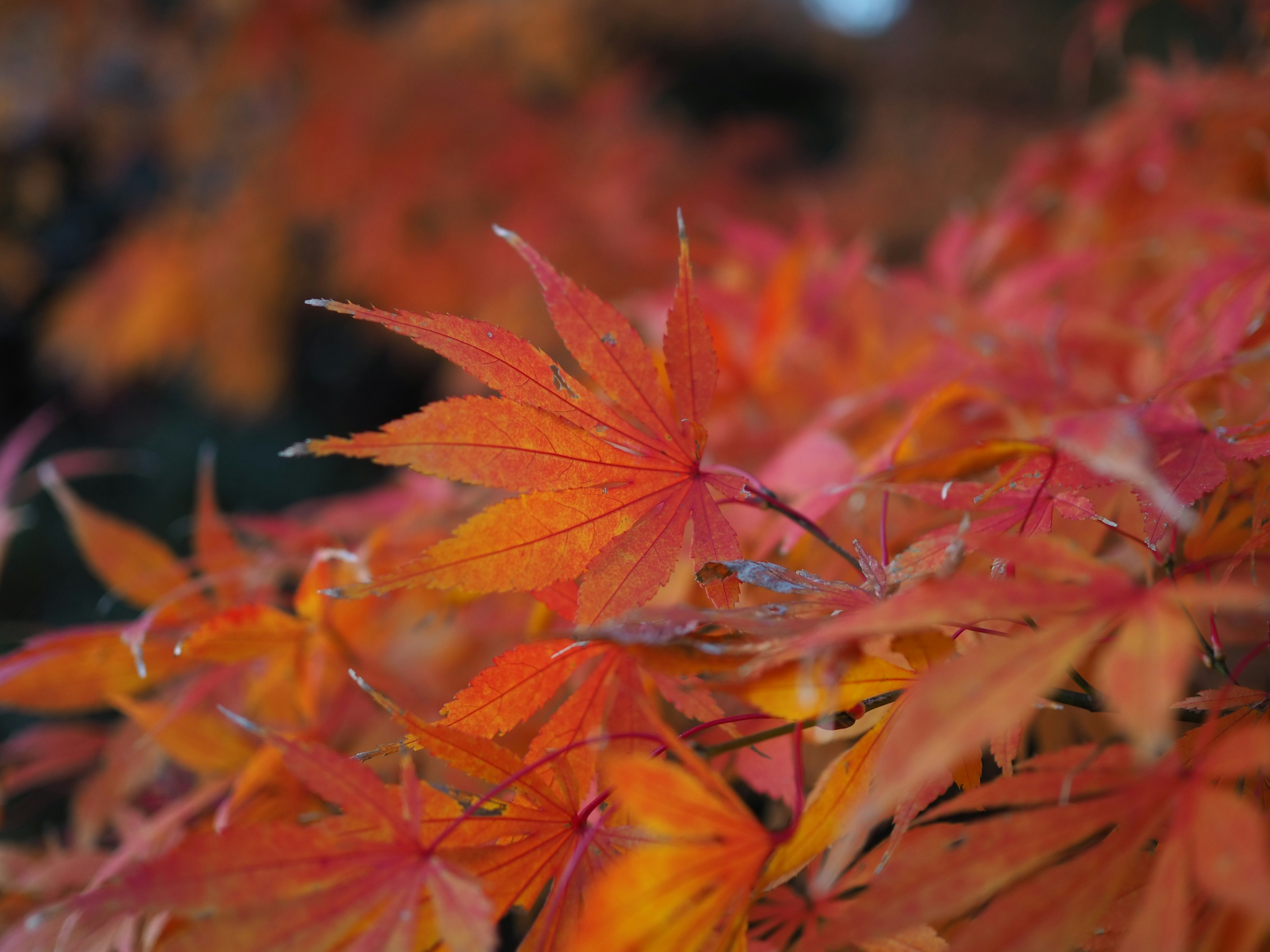 秋の紅葉したカエデの葉のクローズアップ　鮮やかなオレンジ色と赤色の葉が重なり合っている