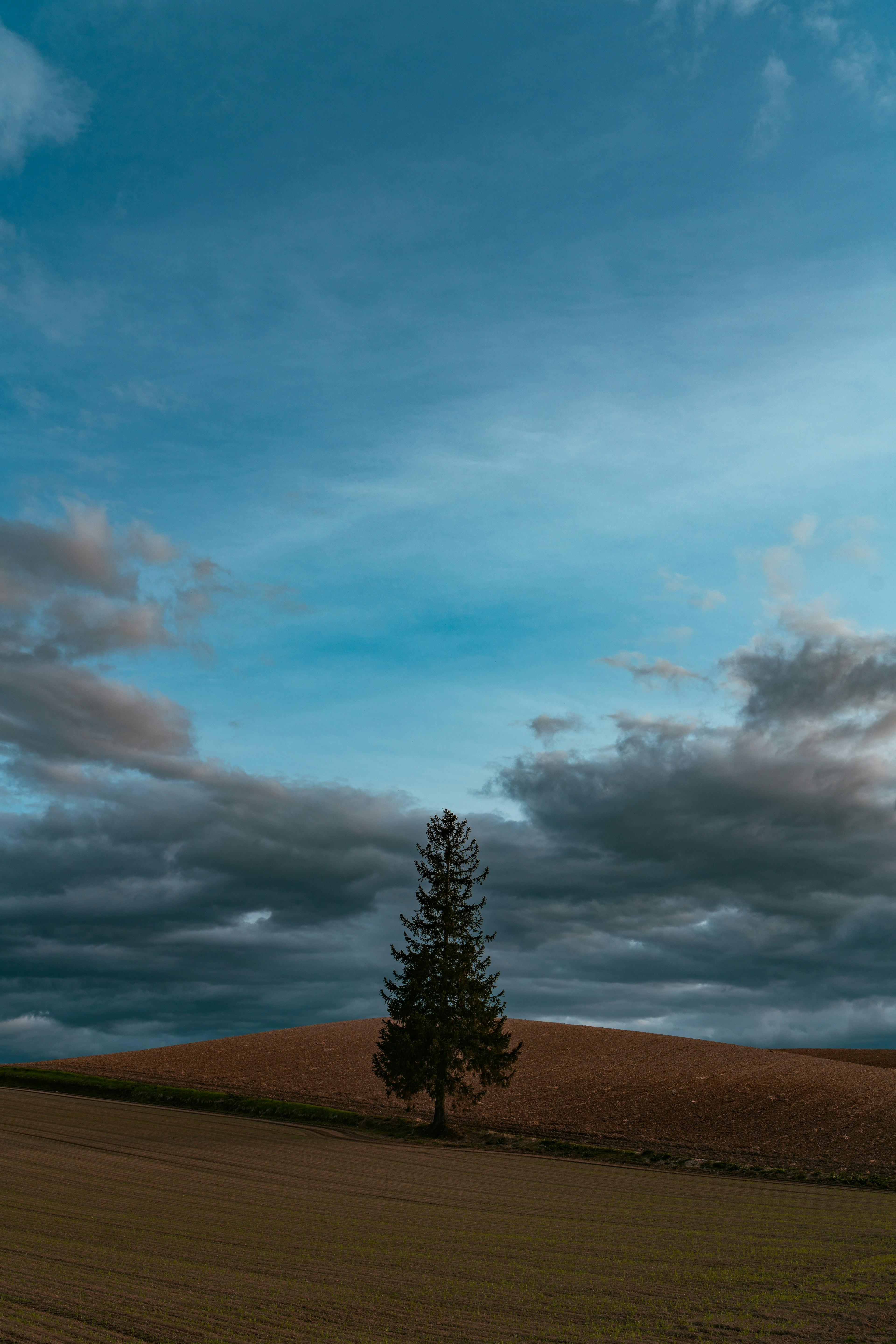 A solitary tree stands against a backdrop of blue sky and clouds