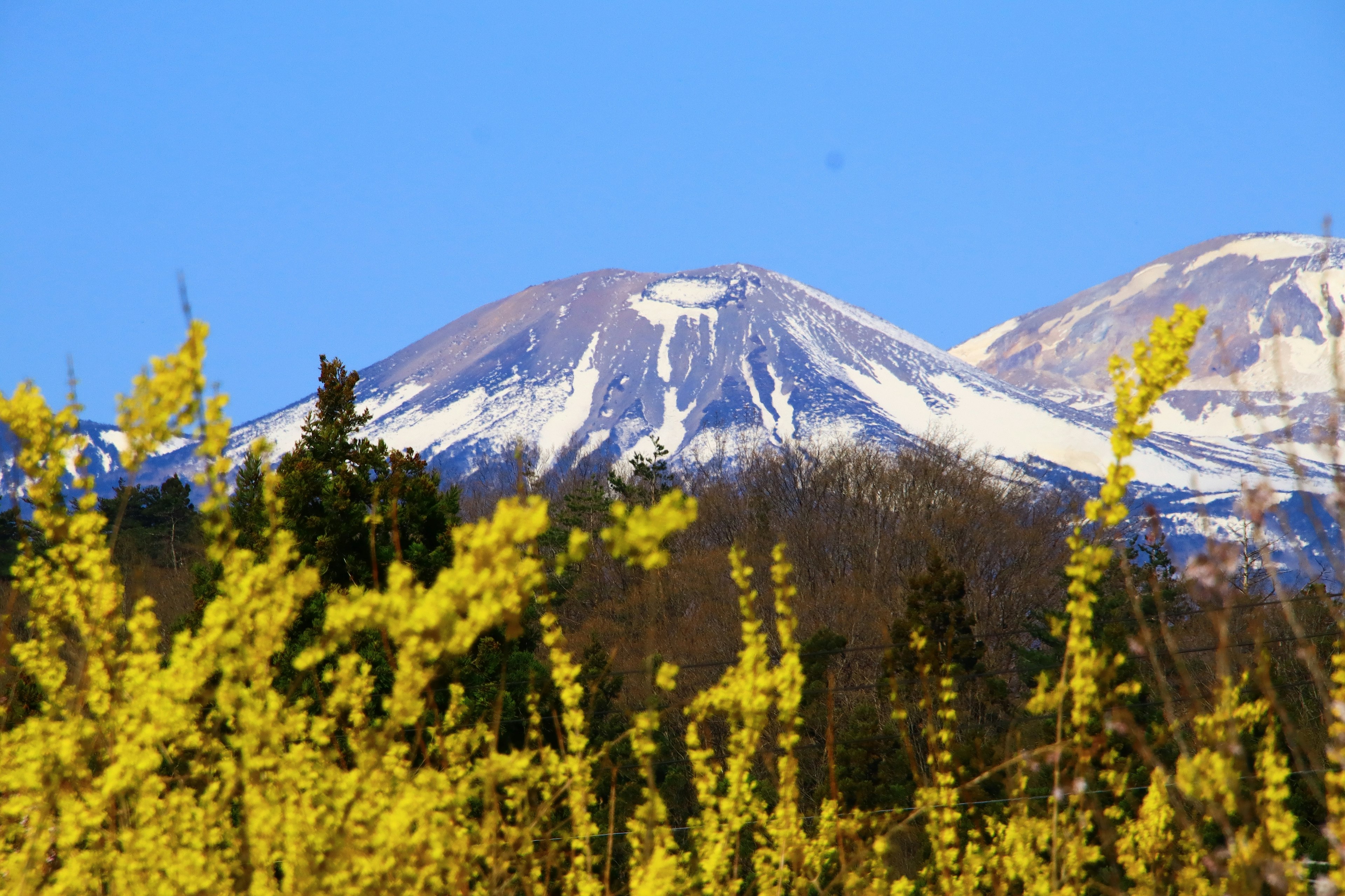 Malersicher Blick auf schneebedeckte Berge mit gelben Blumen im Vordergrund