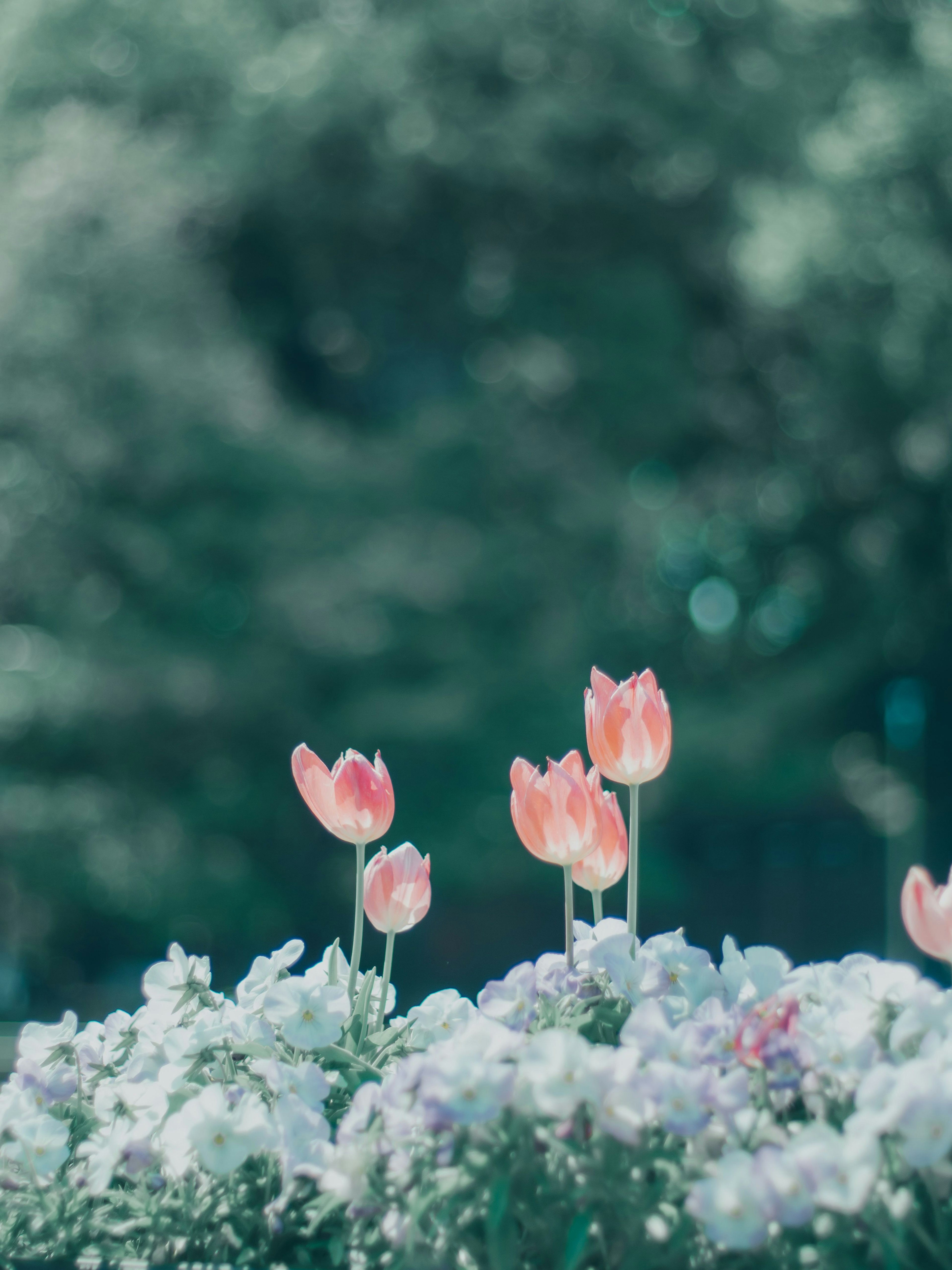 Nahaufnahme von bunten Tulpen, die in einem Blumenbeet blühen, mit verschwommenen grünen Bäumen im Hintergrund