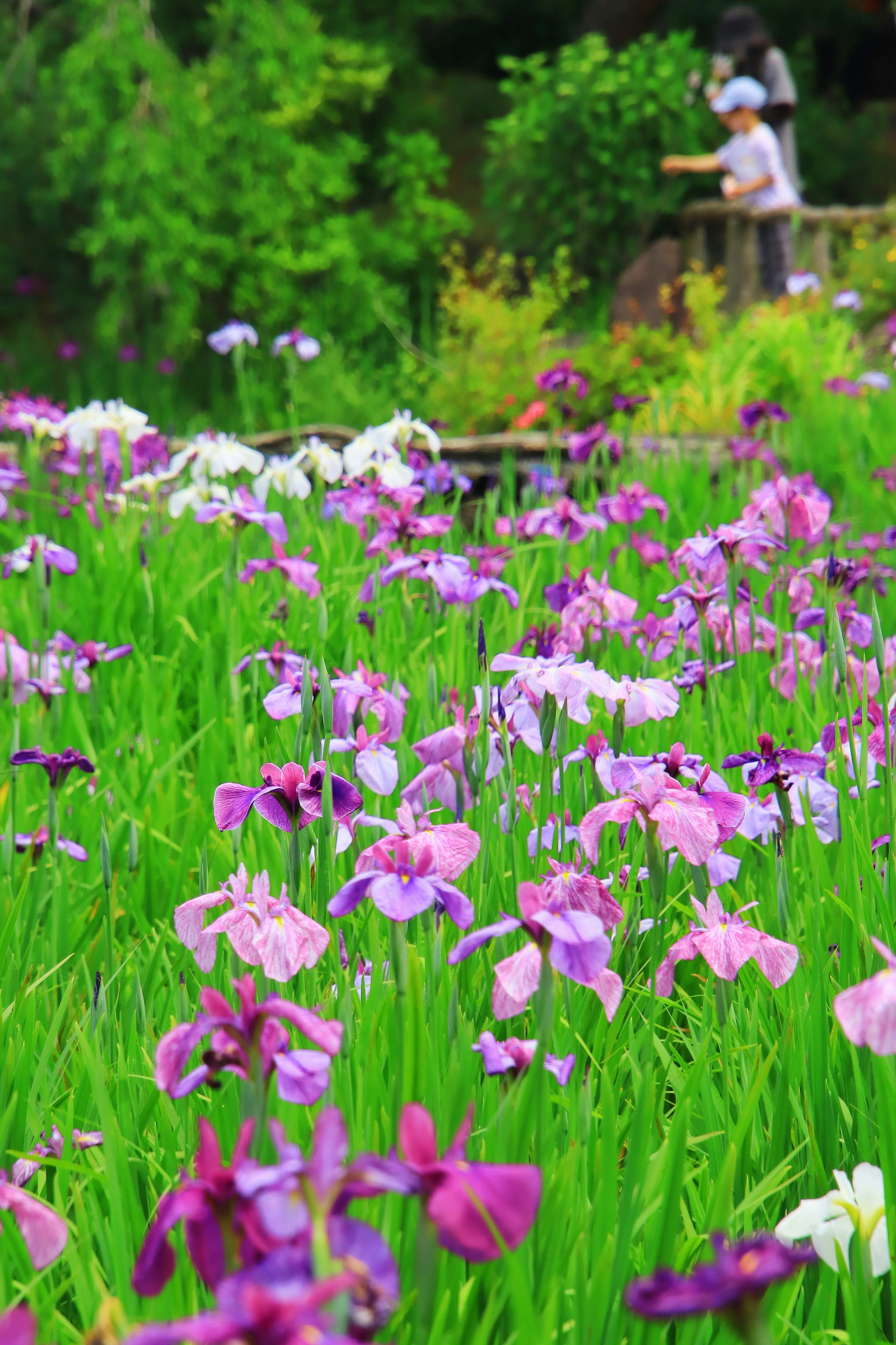 Vibrant field of purple and white flowers surrounded by lush greenery