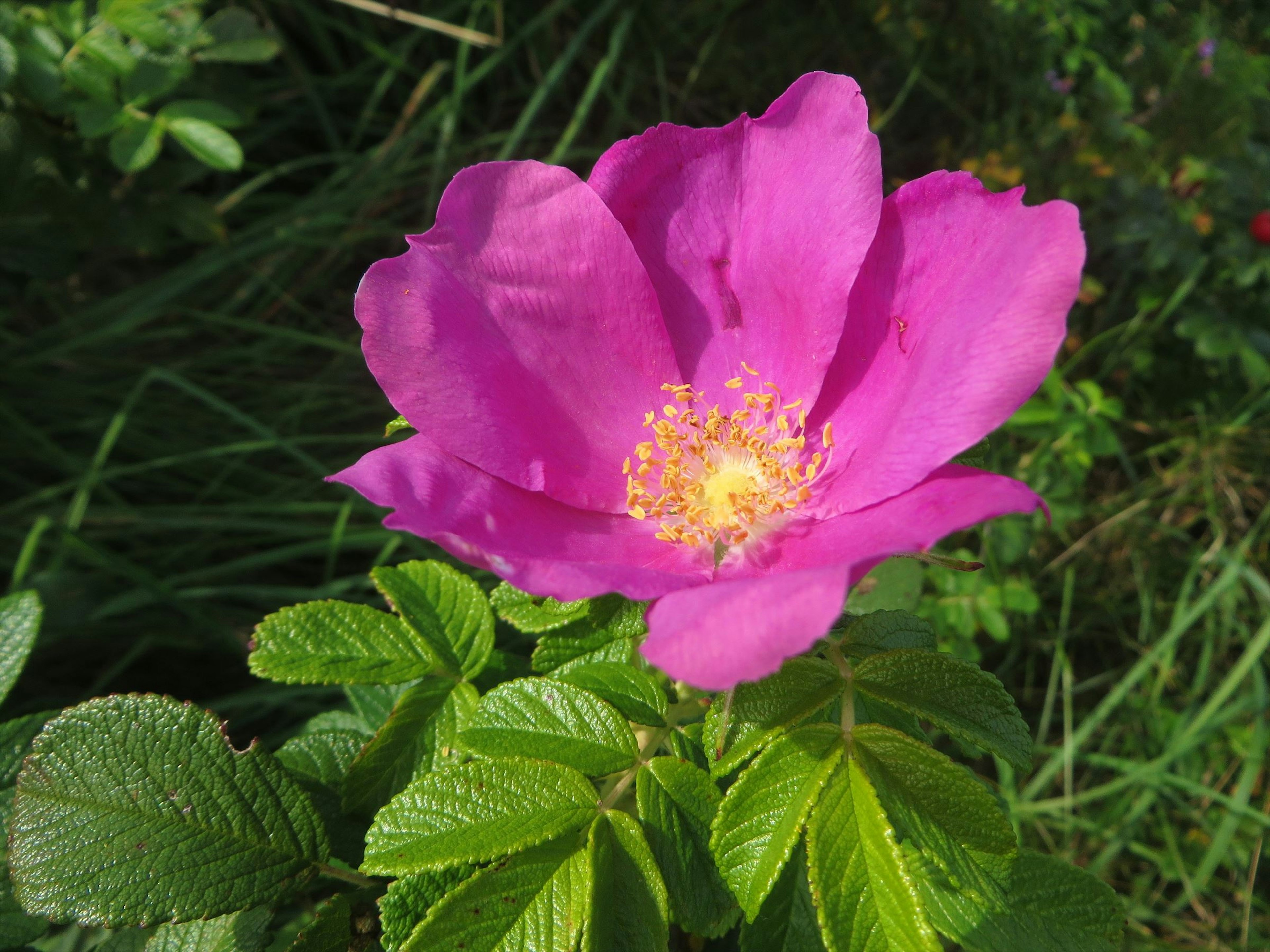 Nahaufnahme einer lebhaften rosa Blume mit grünen Blättern