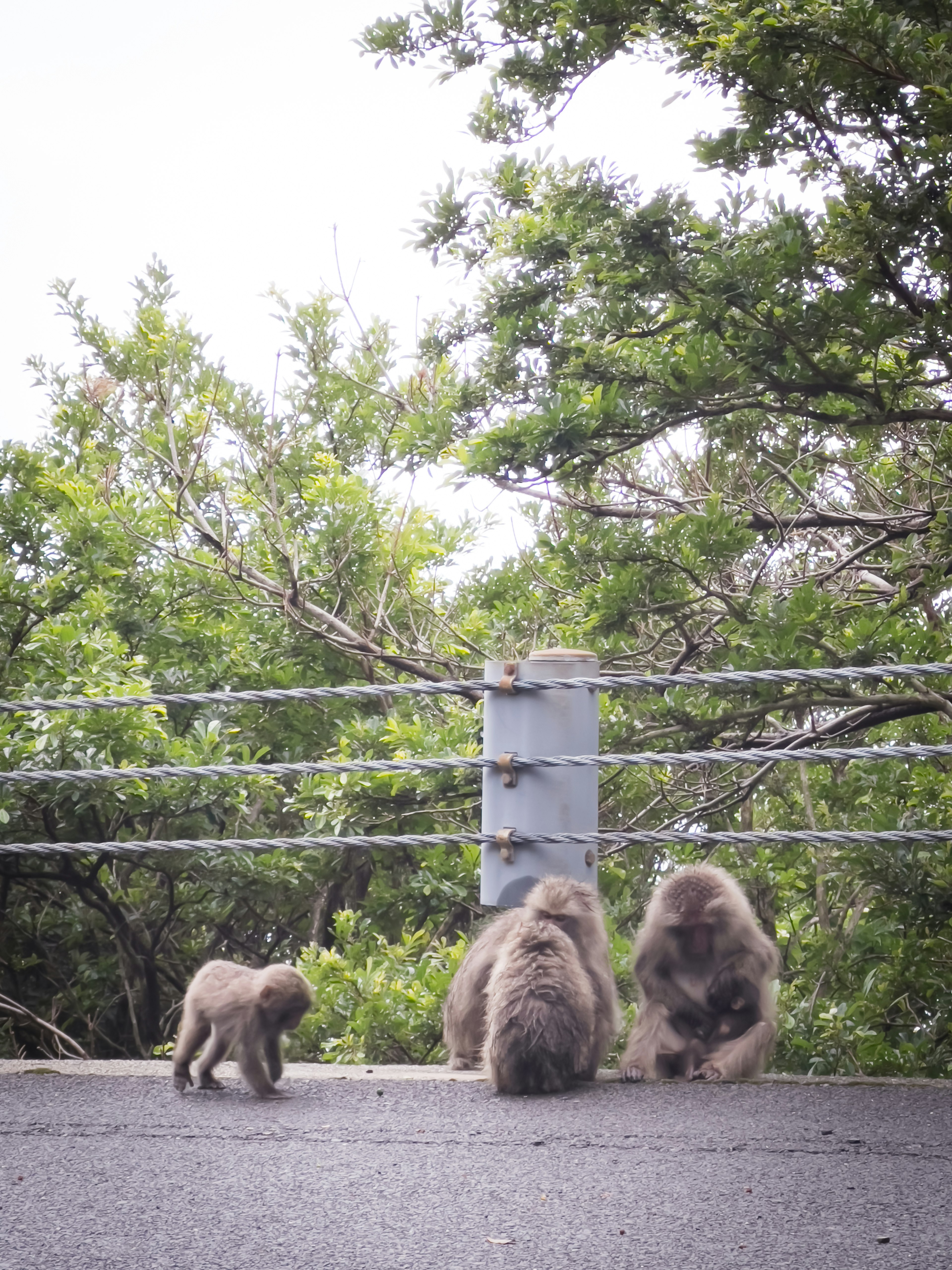 A young monkey and adult monkeys gathered together with green trees in the background