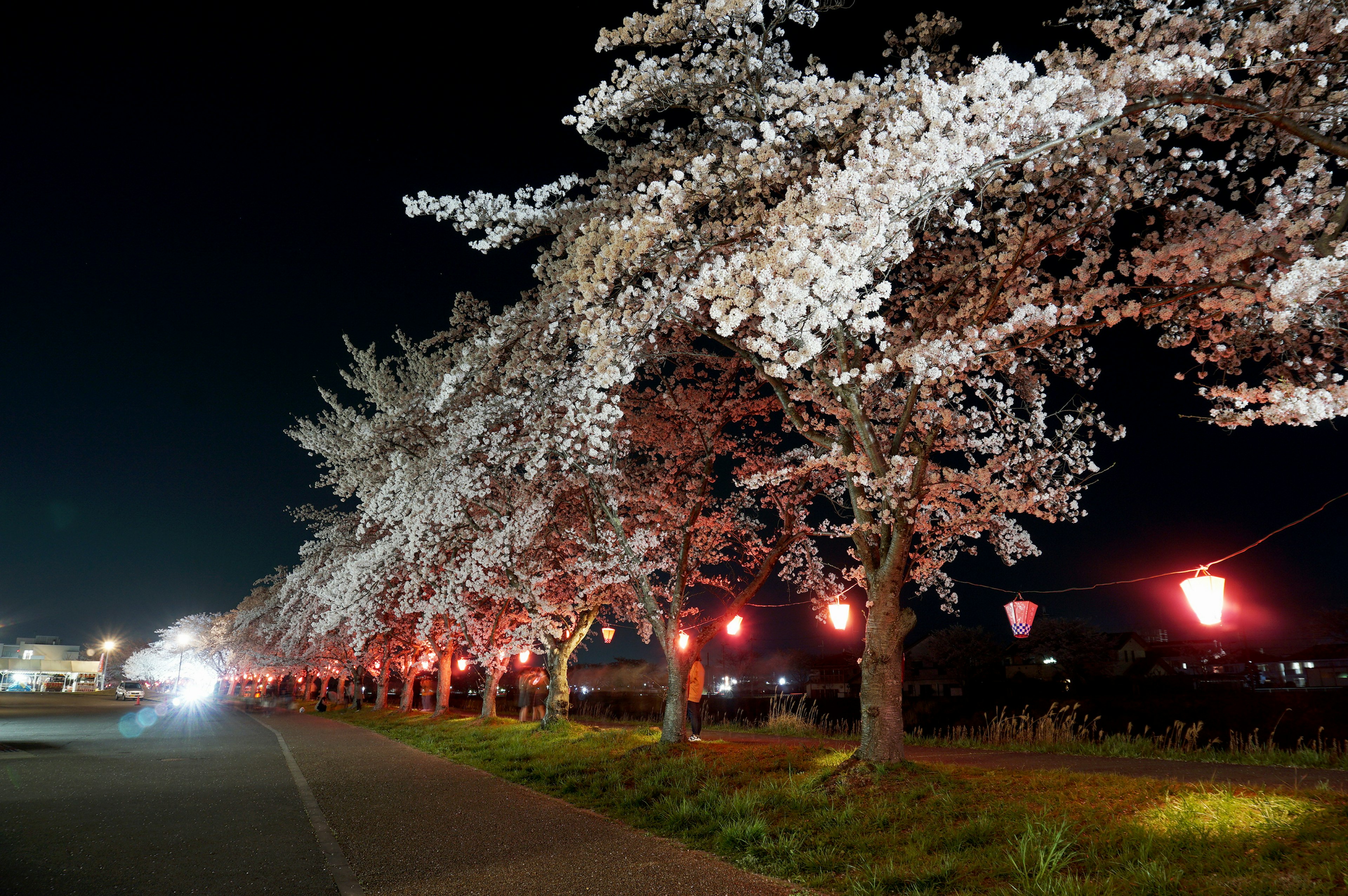 ทิวทัศน์กลางคืนที่สวยงามของต้นซากุระที่มีโคมไฟส่องสว่าง